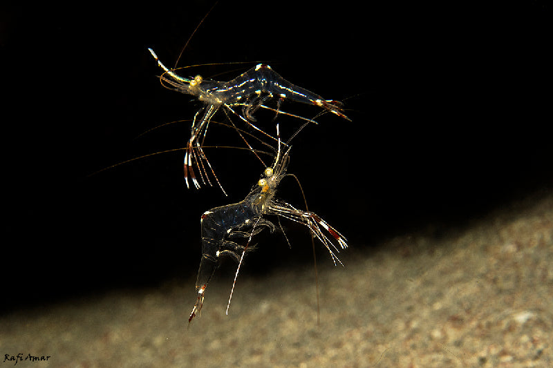 Cave cleaner shrimp