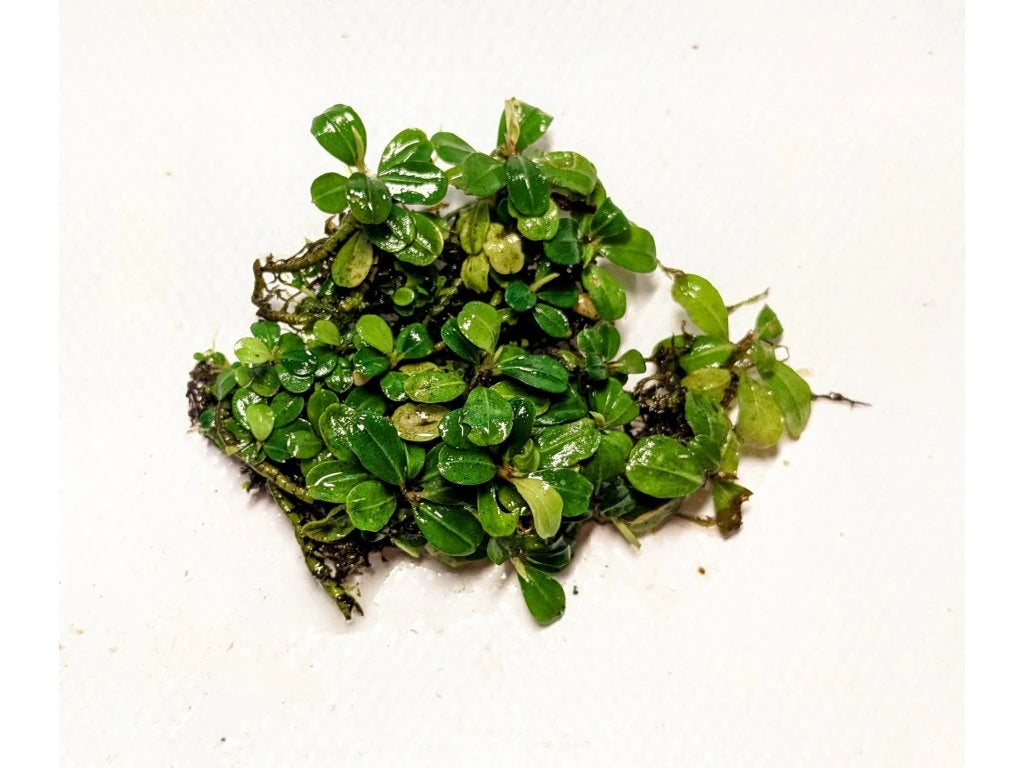 Epic Bucephalandra (apple leaf) Tub