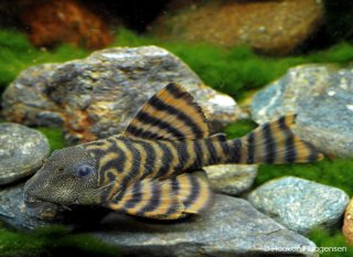 Pleco- L-397 Alenquer tiger