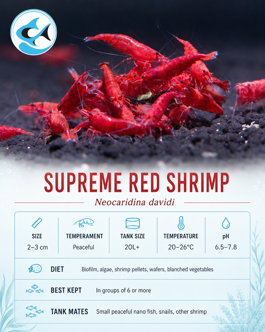 Shrimp-Supreme Red