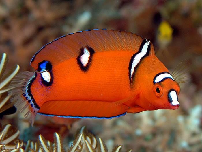 Queen Coris Wrasse Juvenile