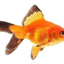 Fantail Goldfish