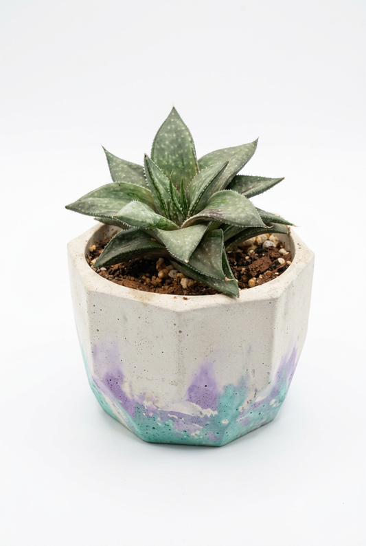 Haworthia Succulent M6