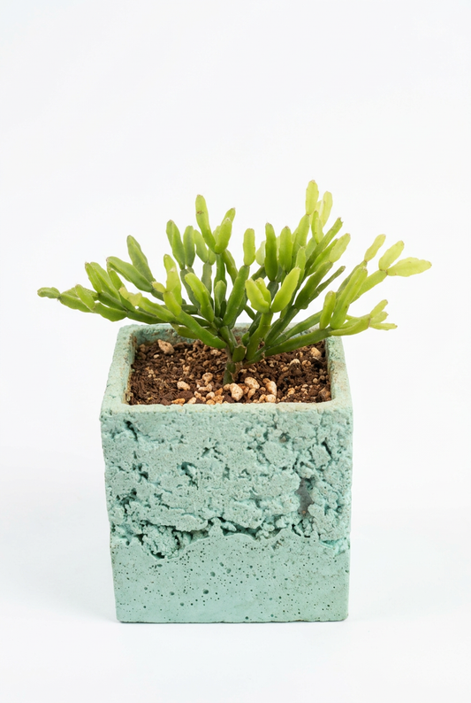 Mistletoe Cactus - L4