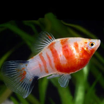 Platy-Bleeding Heart