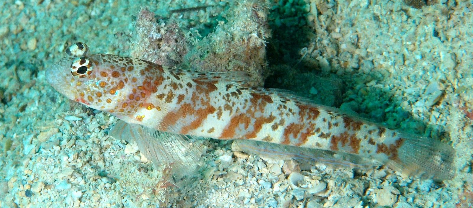 Broad band Shrimp goby