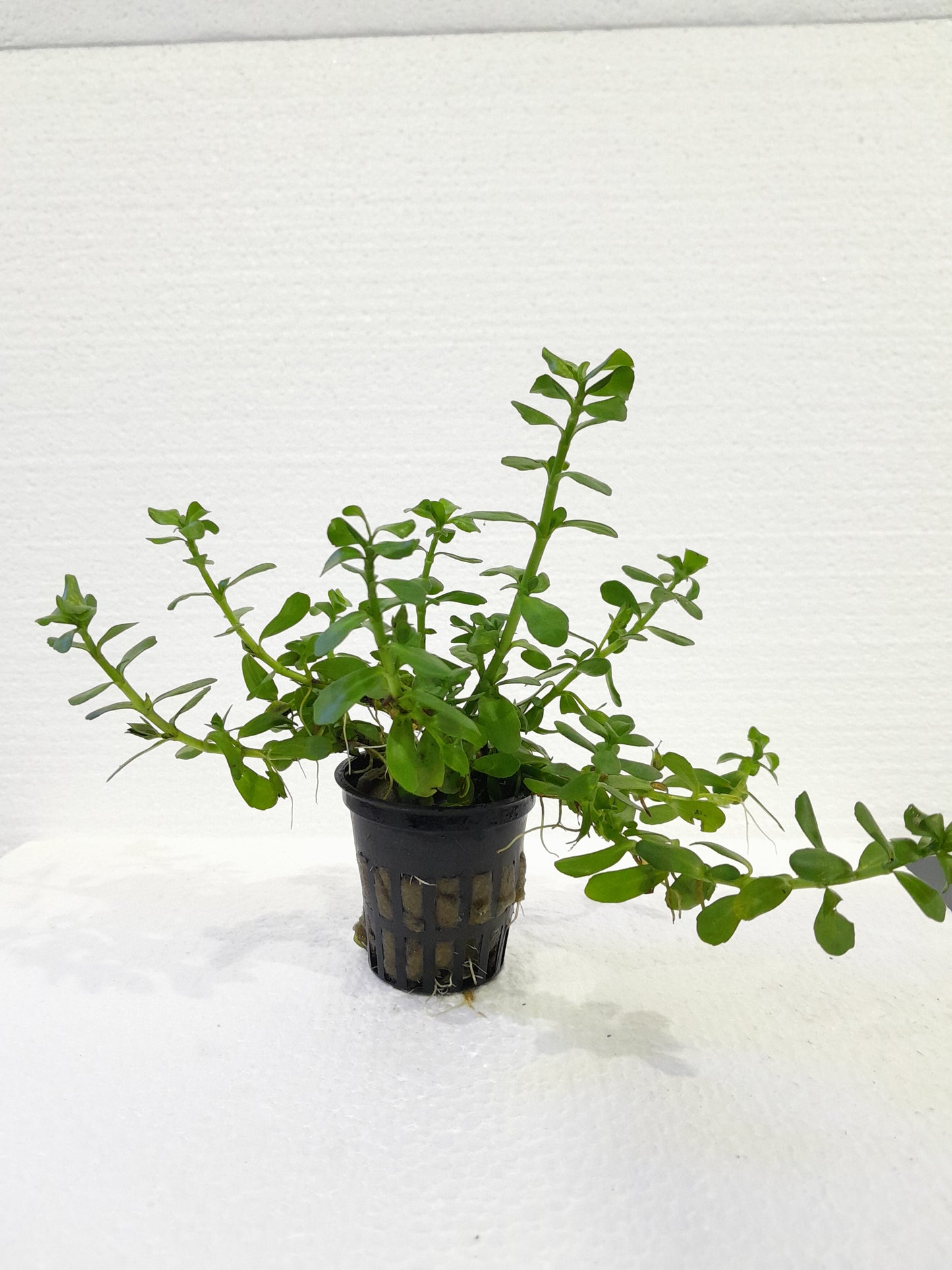 Bacopa monnieri- Local