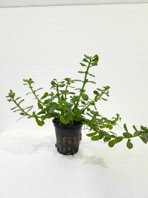 Bacopa monnieri- Local