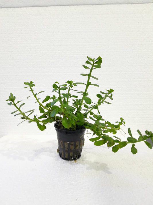 Bacopa monnieri- Local