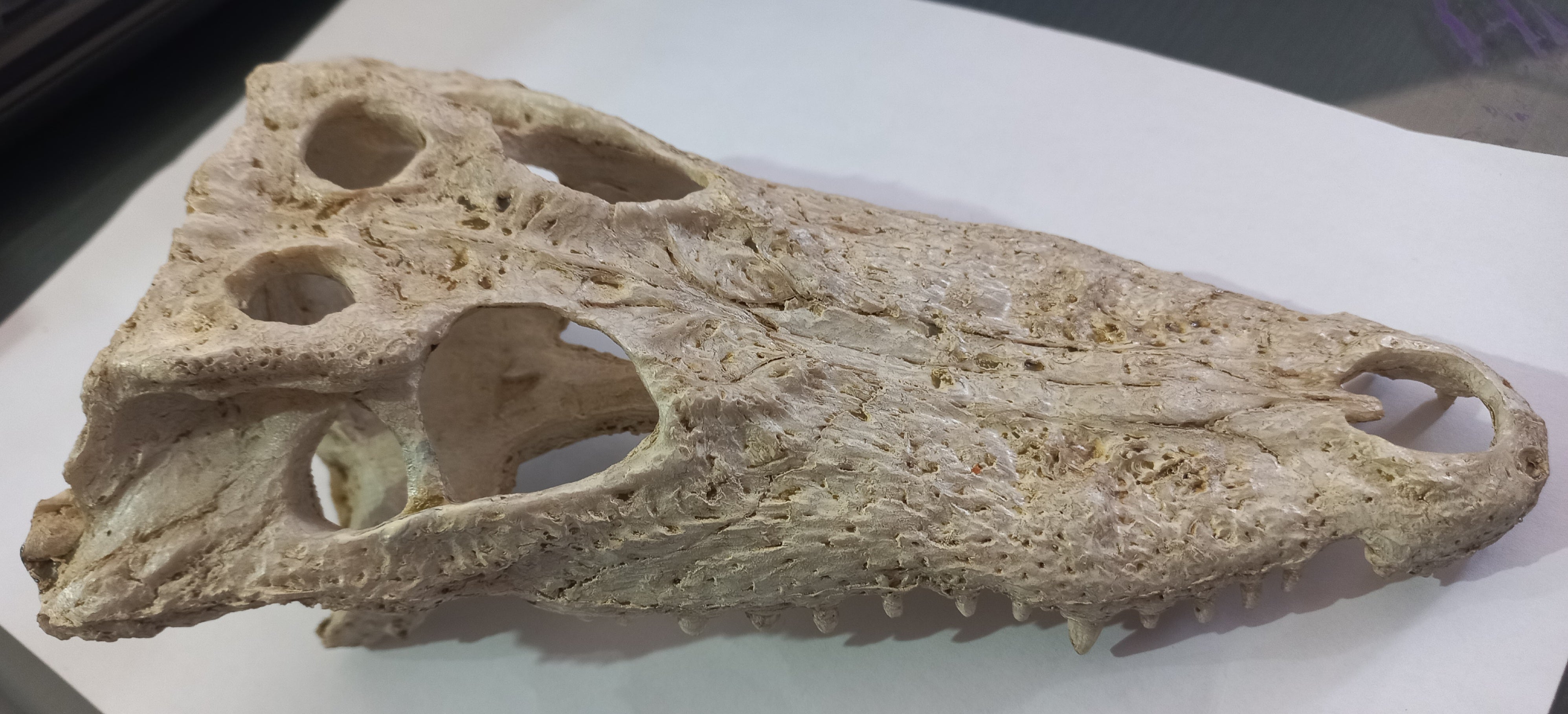 Resin Crocodile Skull NS-72