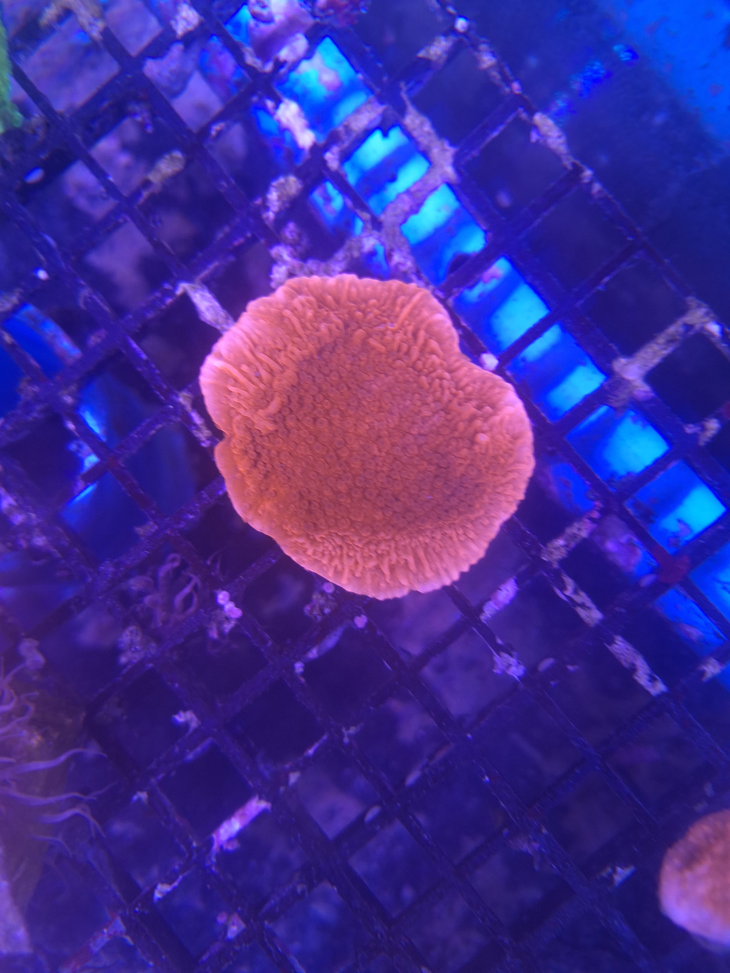 Red Montipora Plate B3