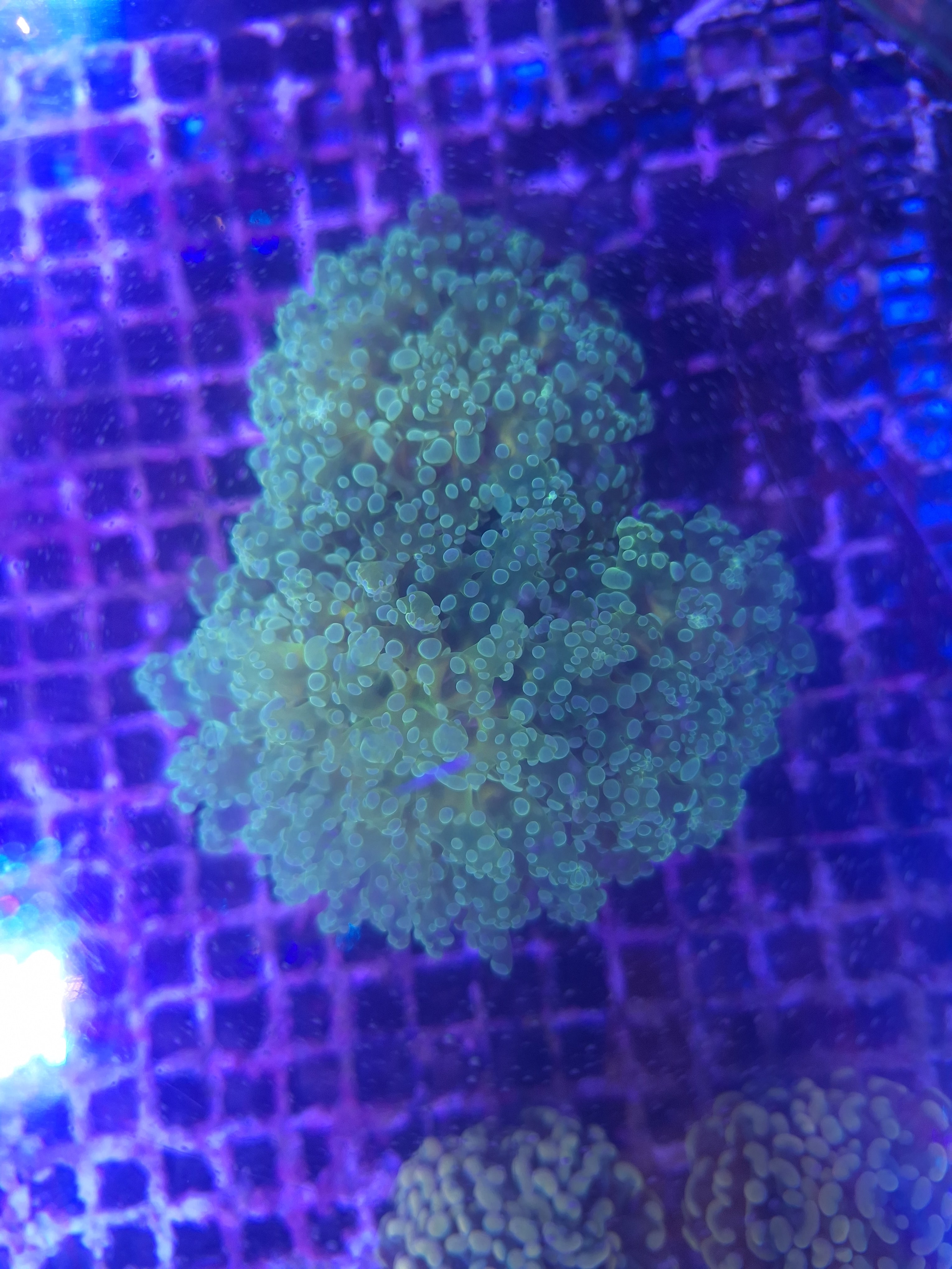 Frogspawn Branching D20