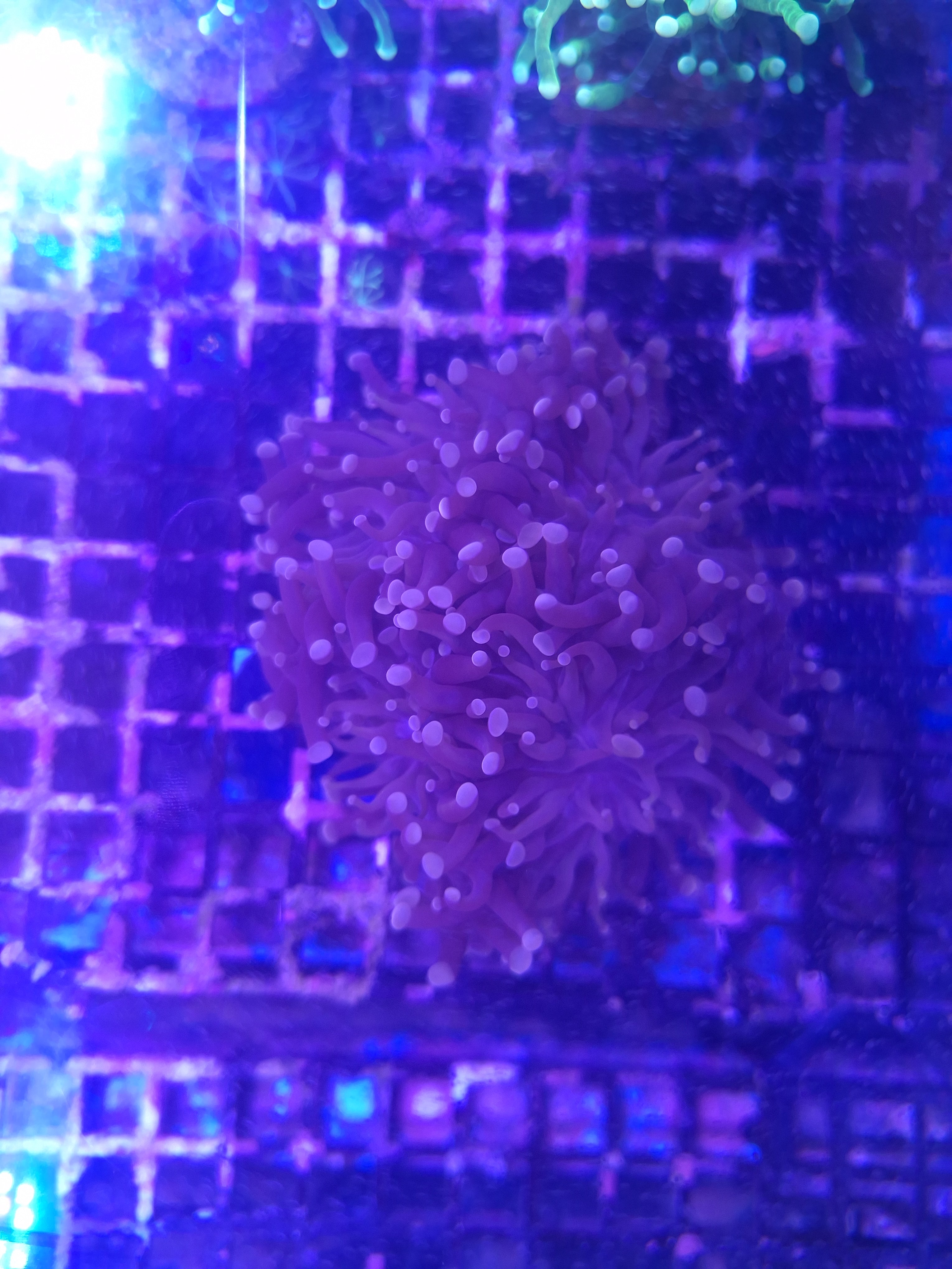 Purple Torch Mini Colony A2