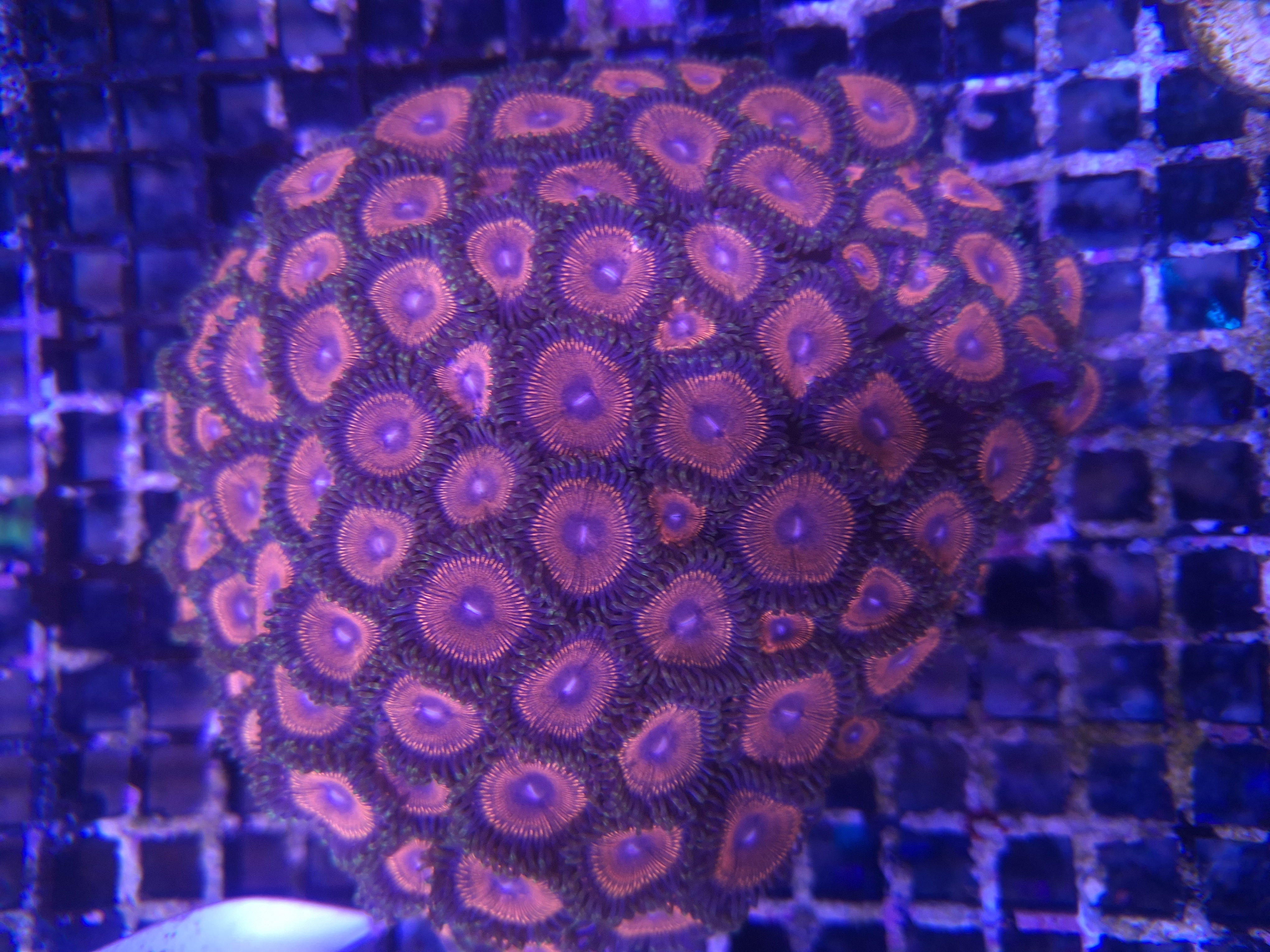 Red Zoa Colony