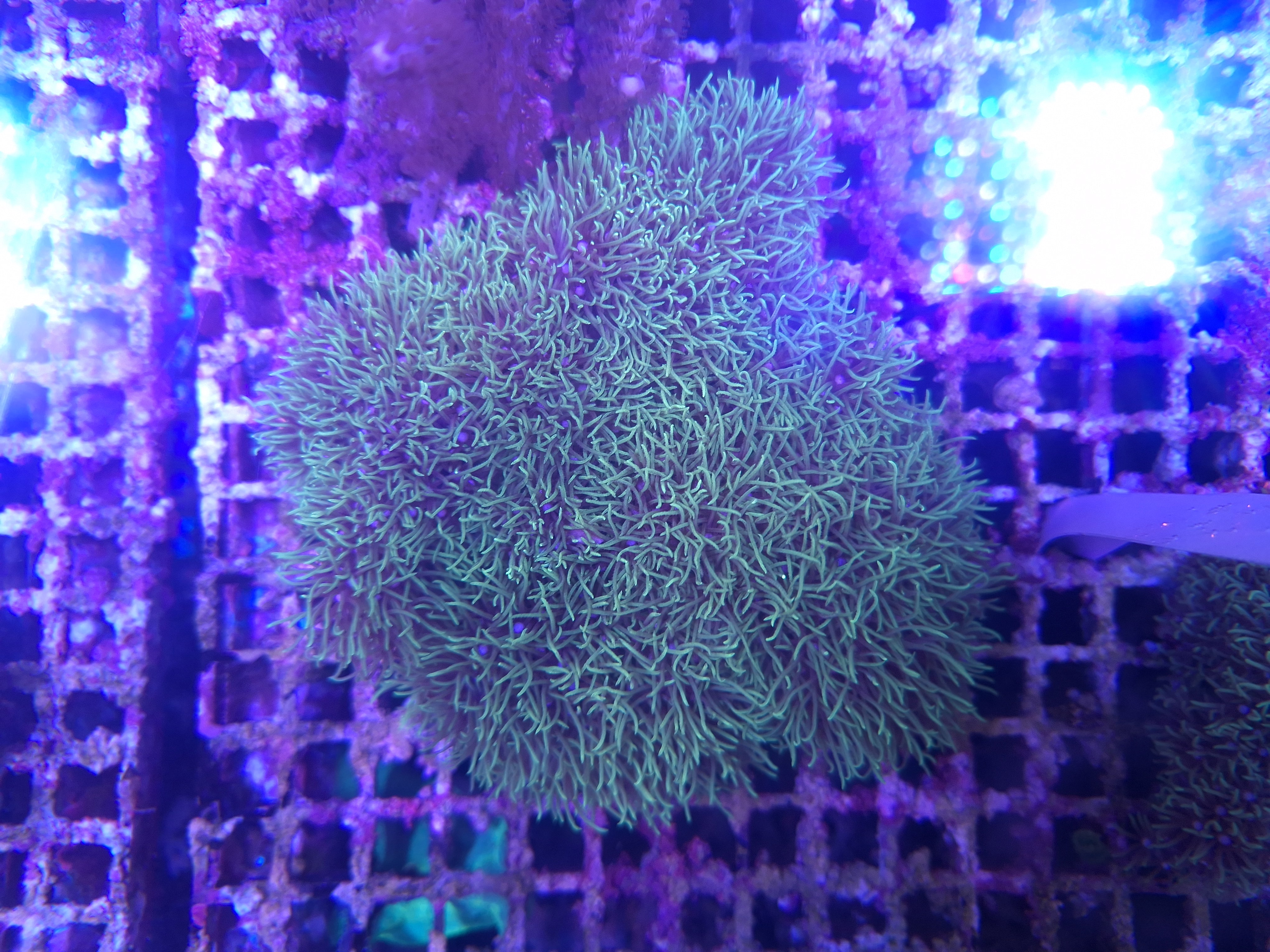 Green Star Polyp B19