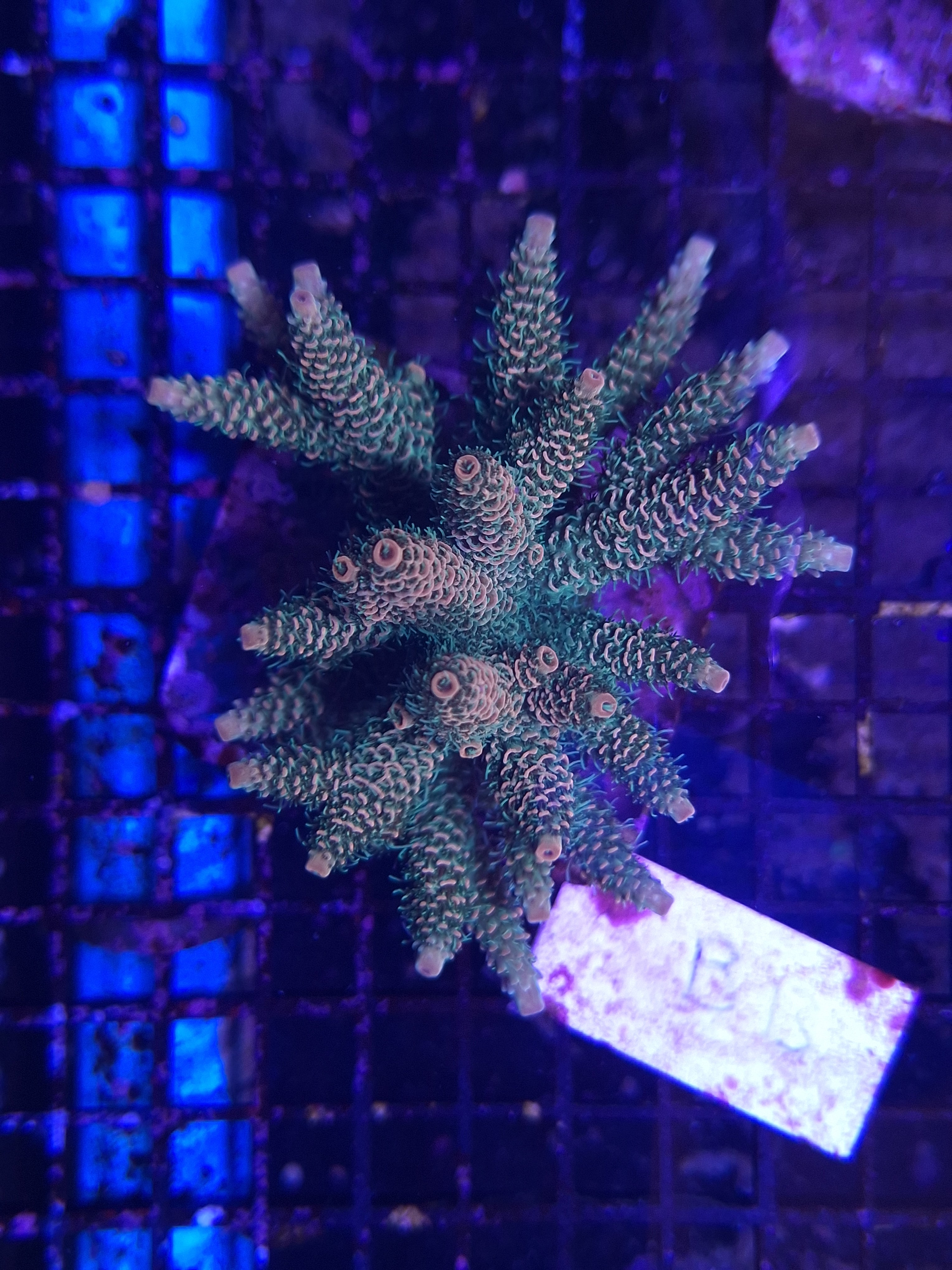 Acropora Assorted B10