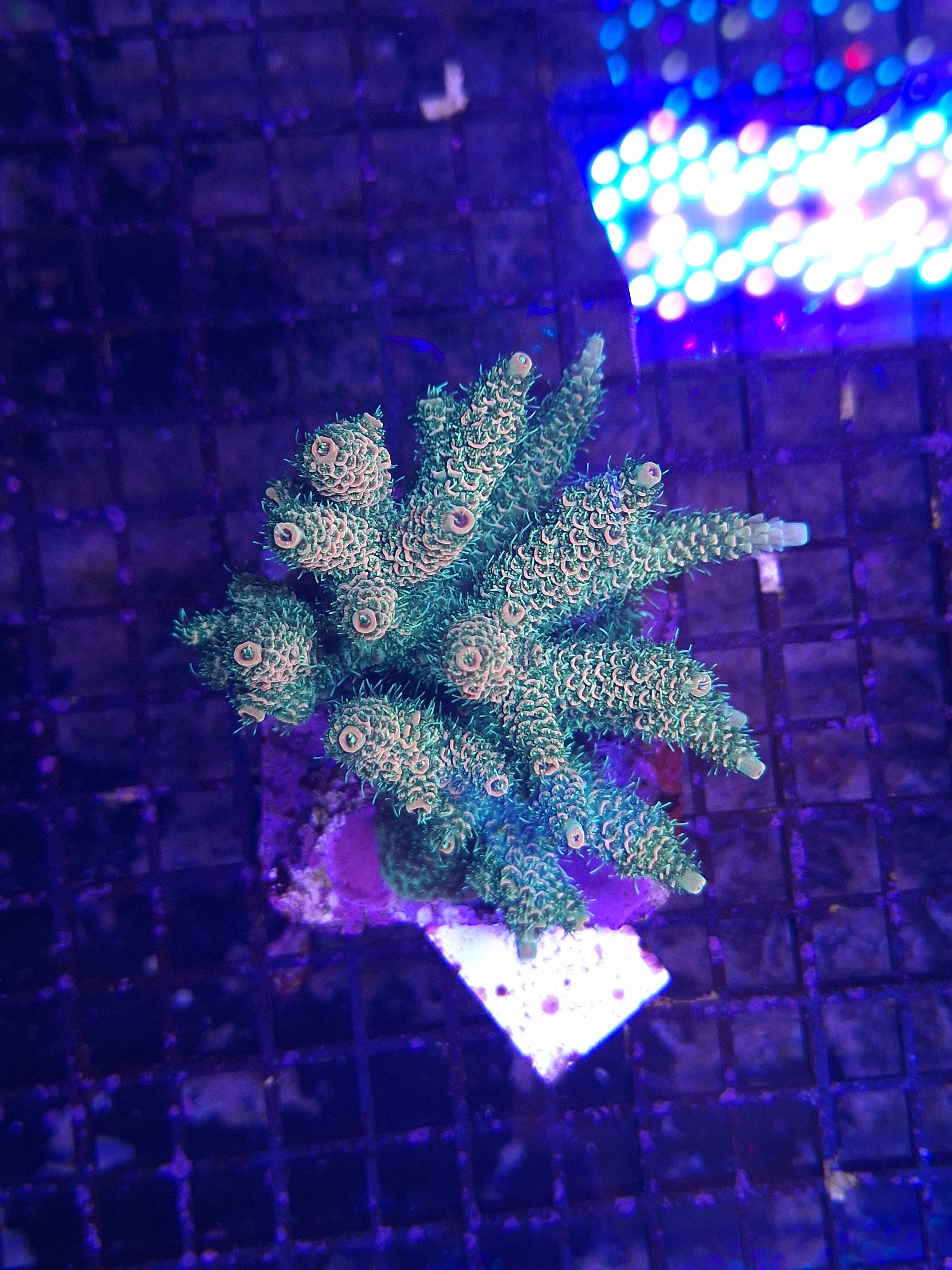 Acropora Assorted B10