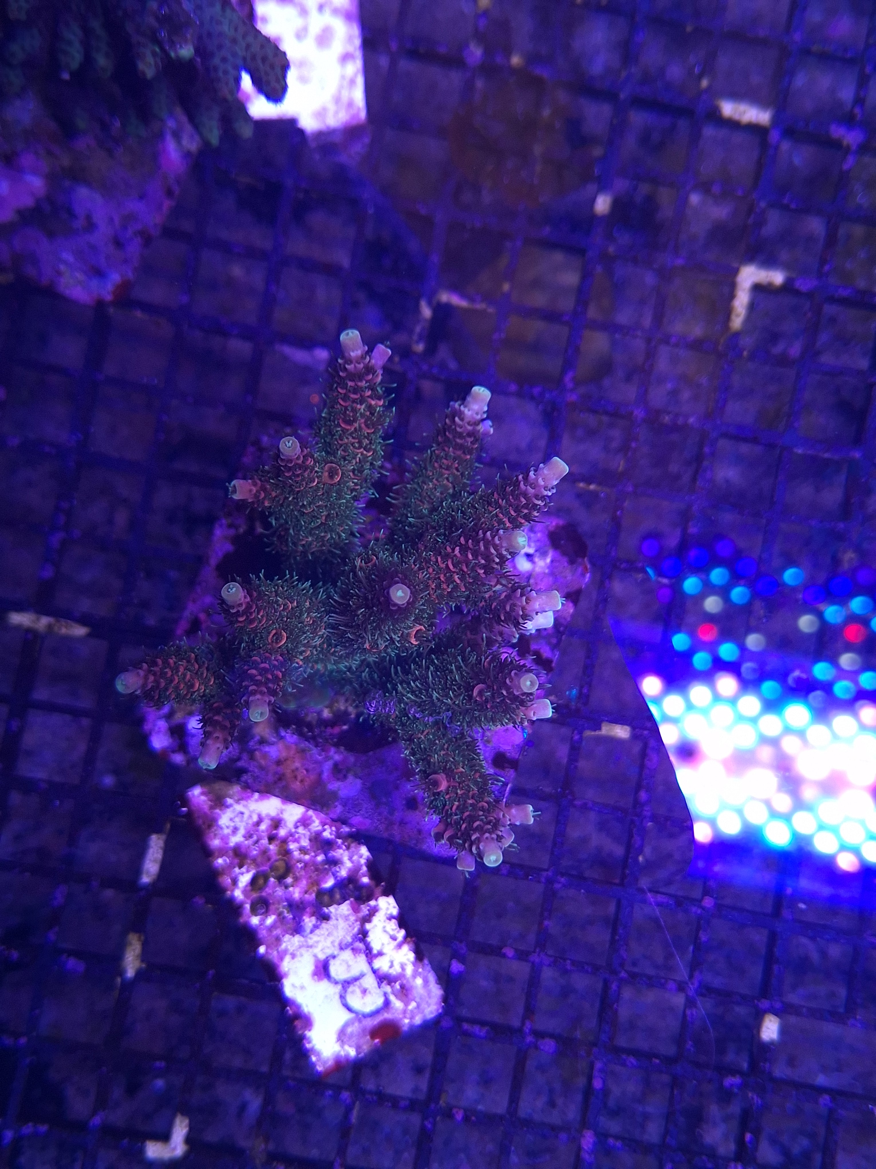 Acropora Assorted B10