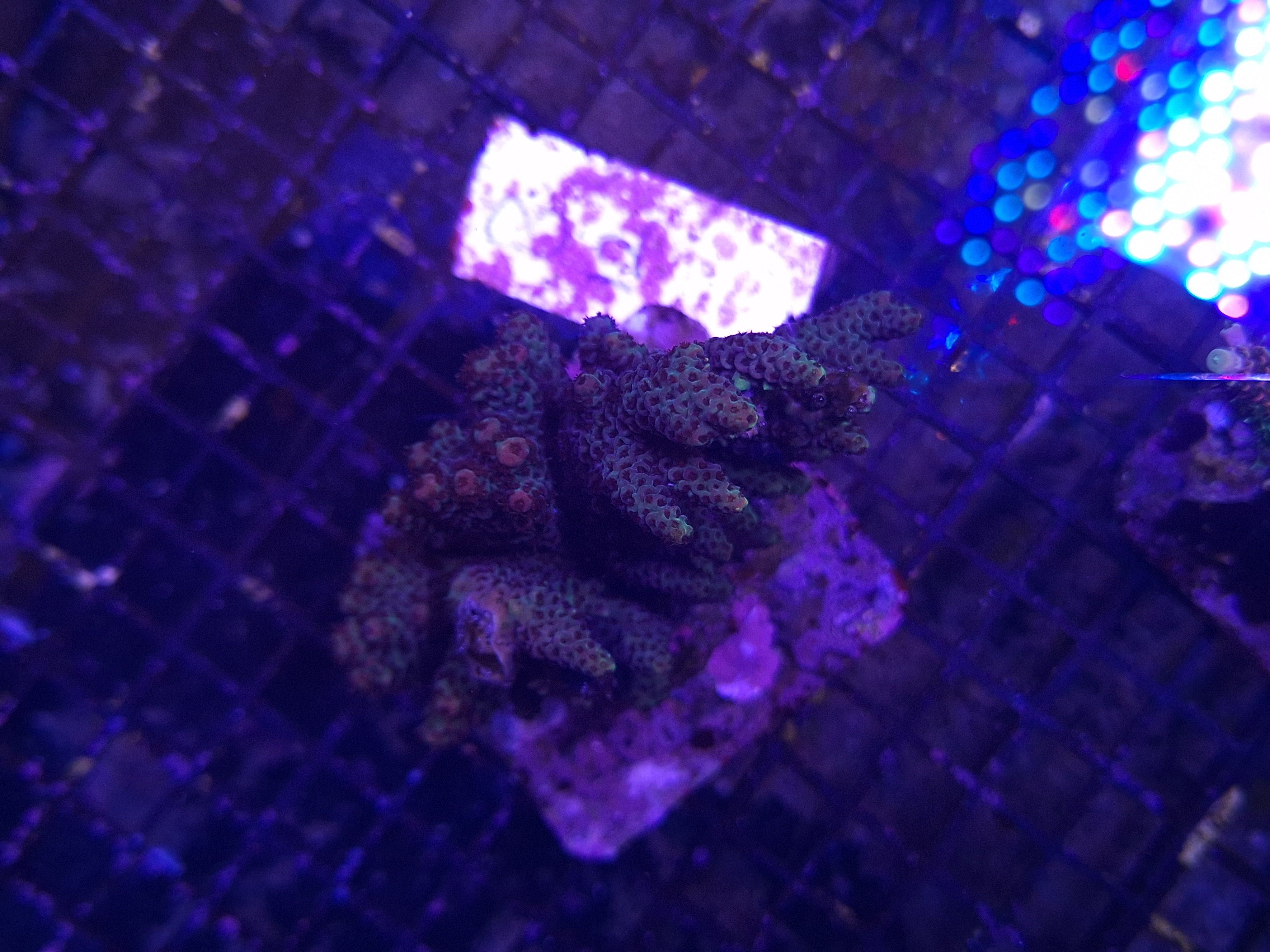 Acropora Assorted B10