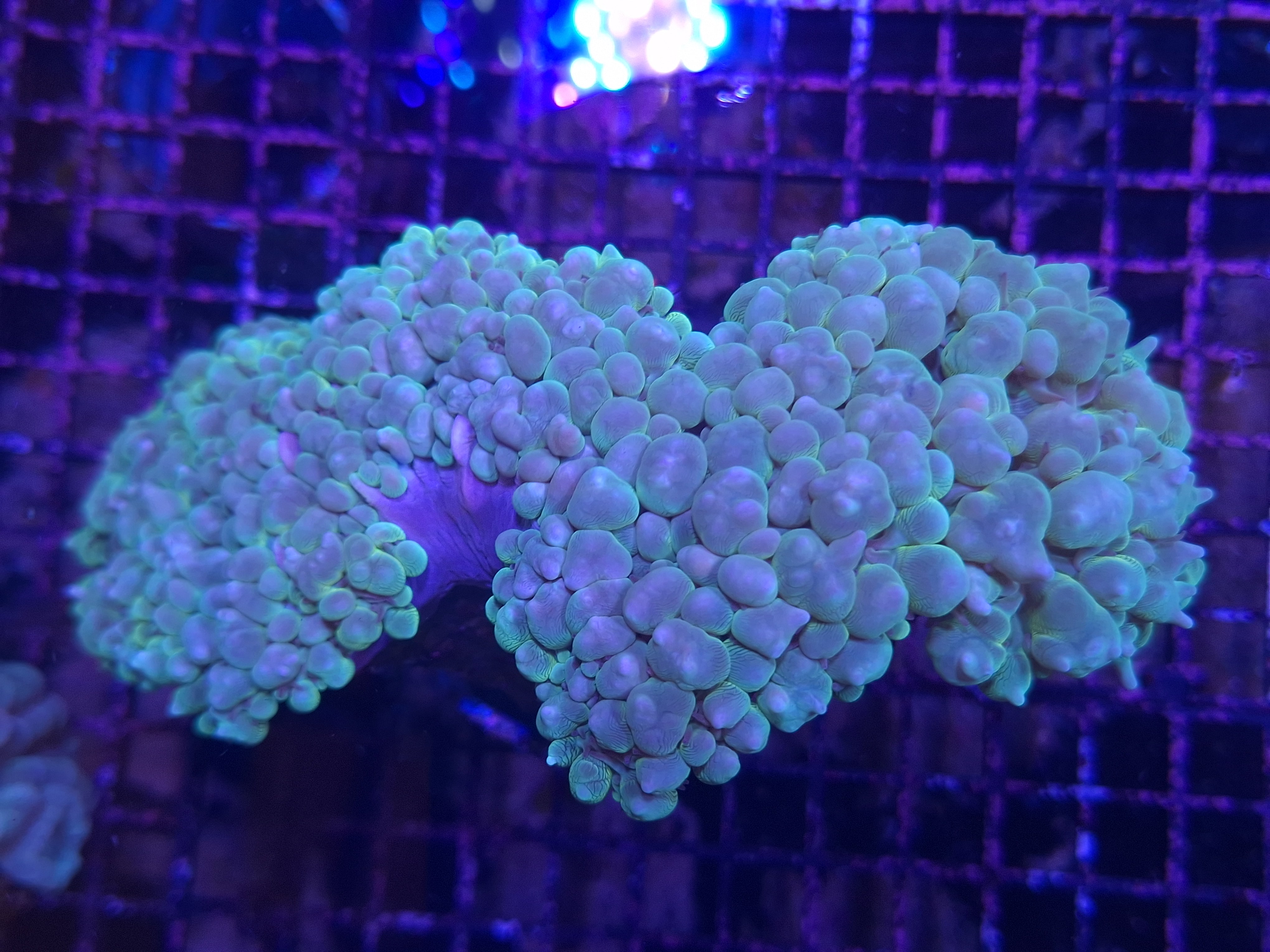 Bubble Coral E14