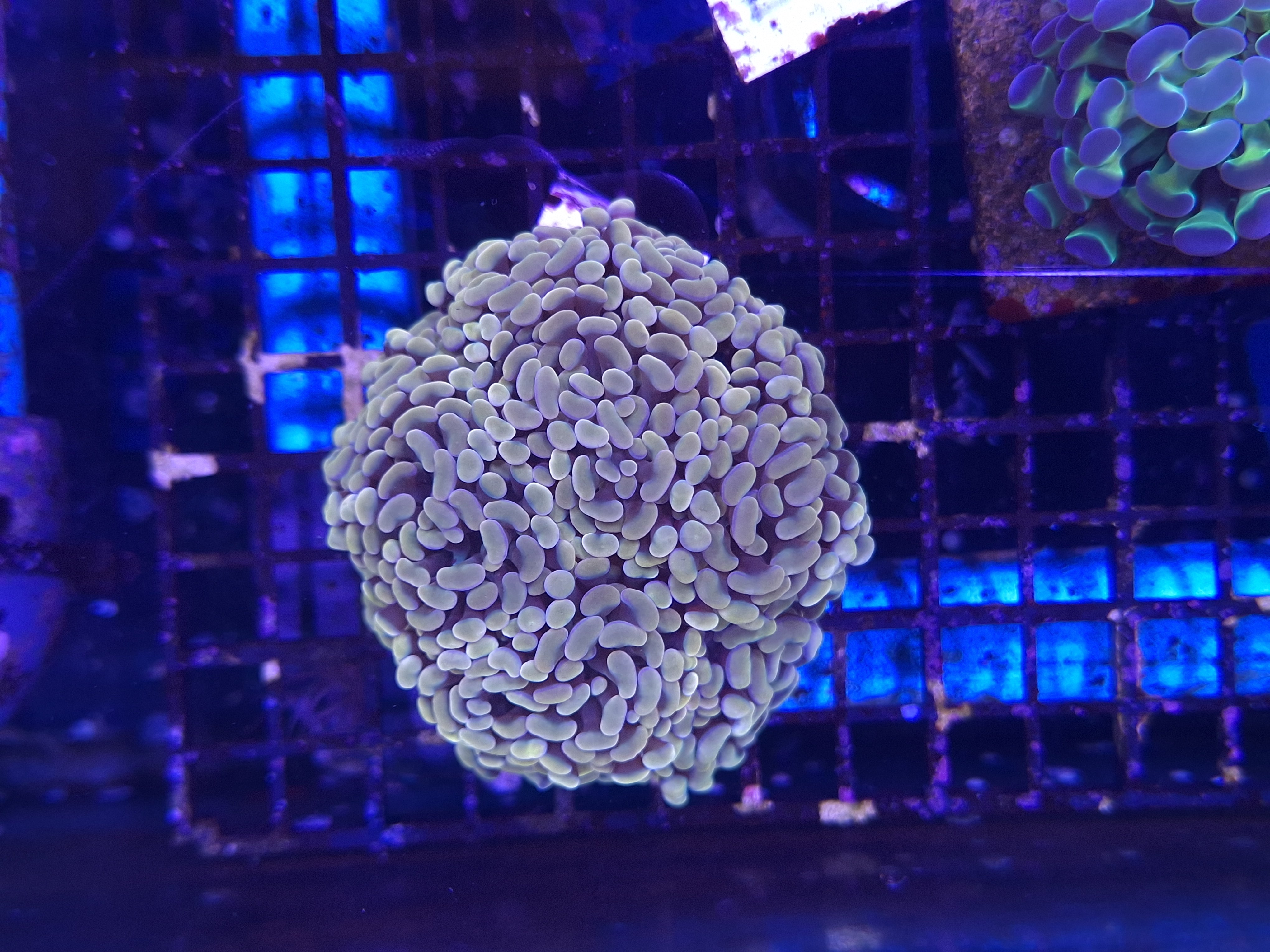 Golden Hammer Mini Colony D10