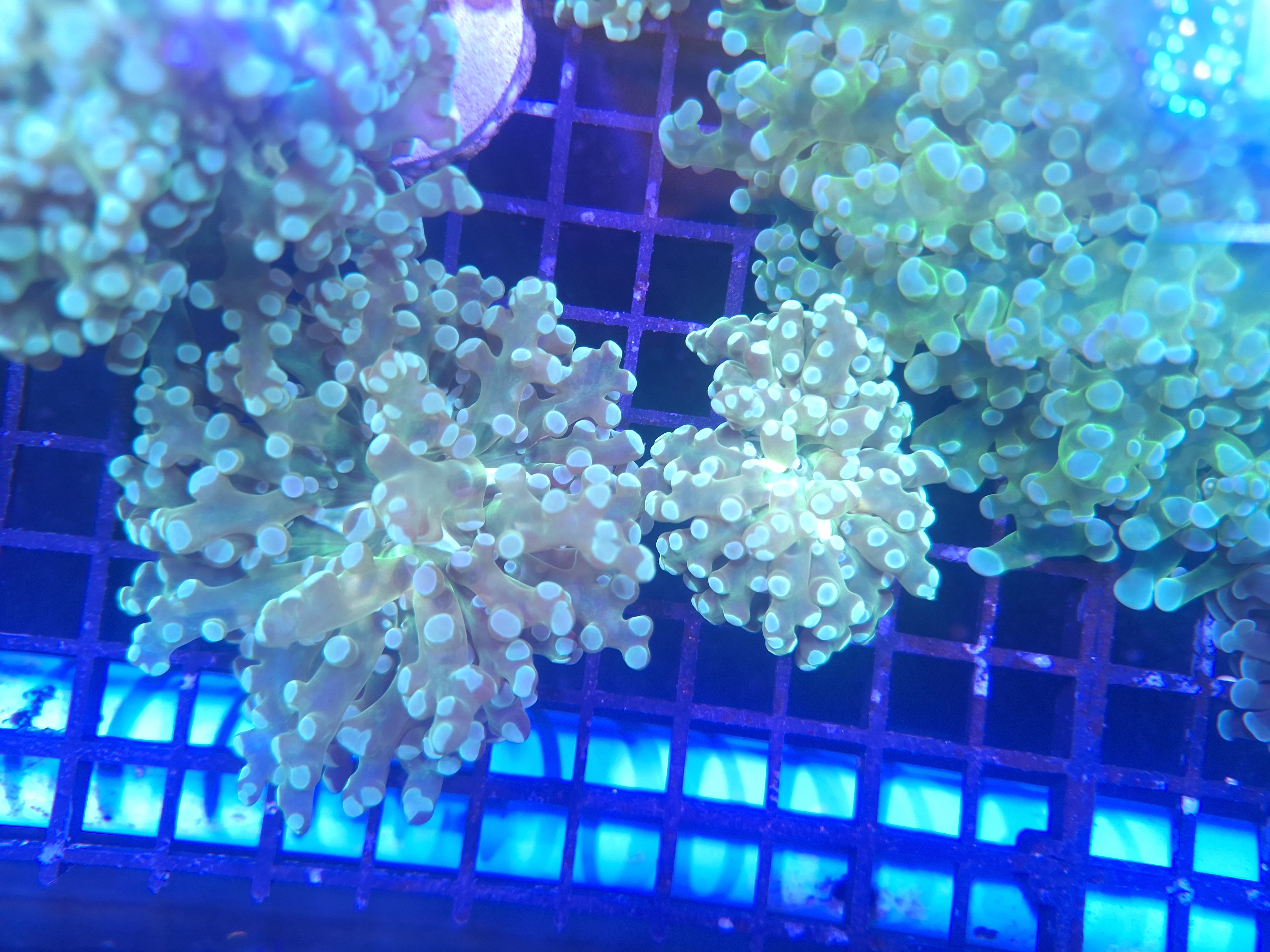 Green Frogspawn