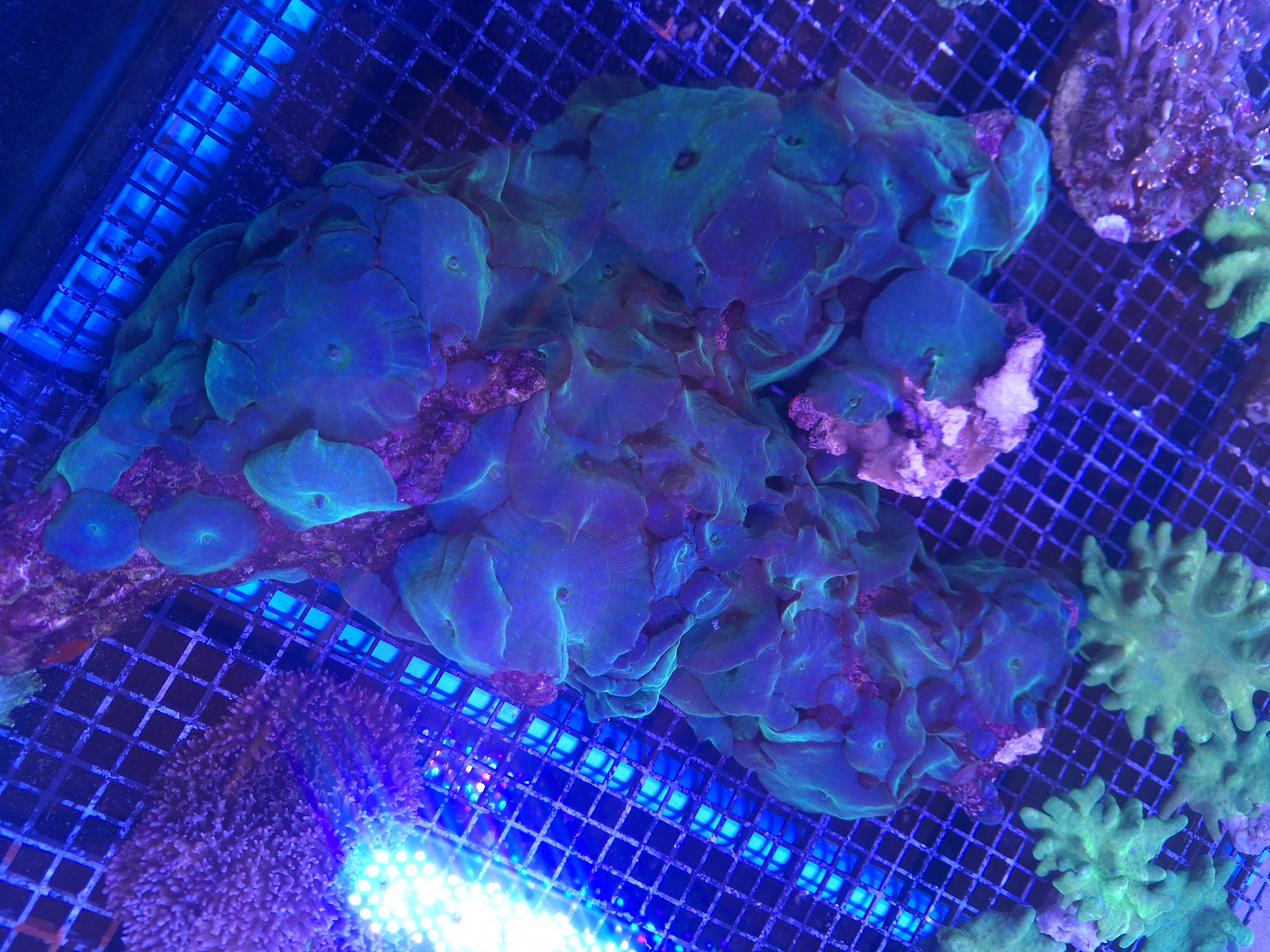 Discosoma Mushrooms