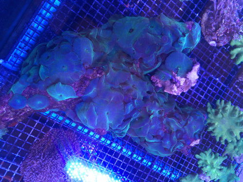 Discosoma Mushrooms