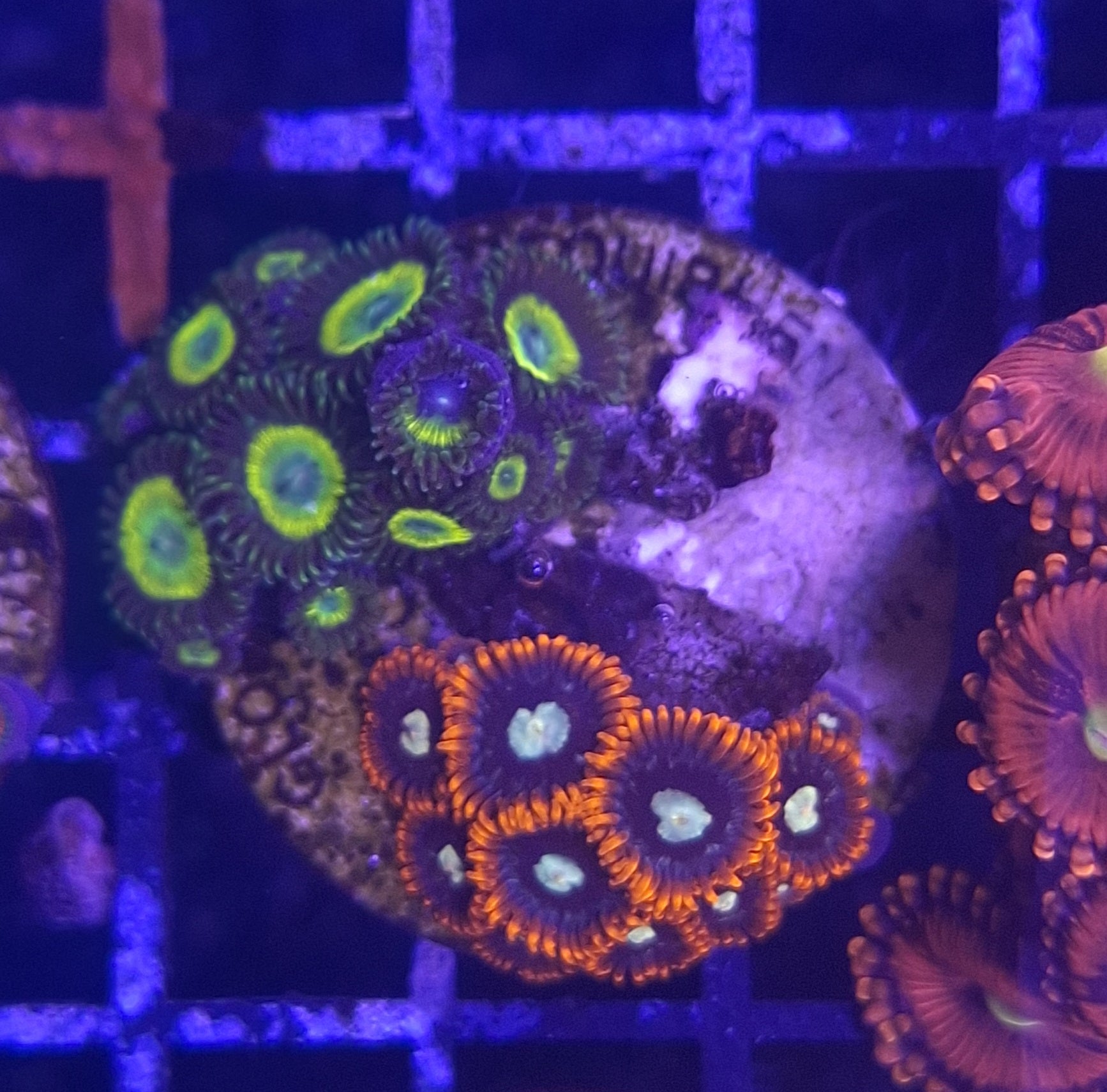 Zoa Frags Line A