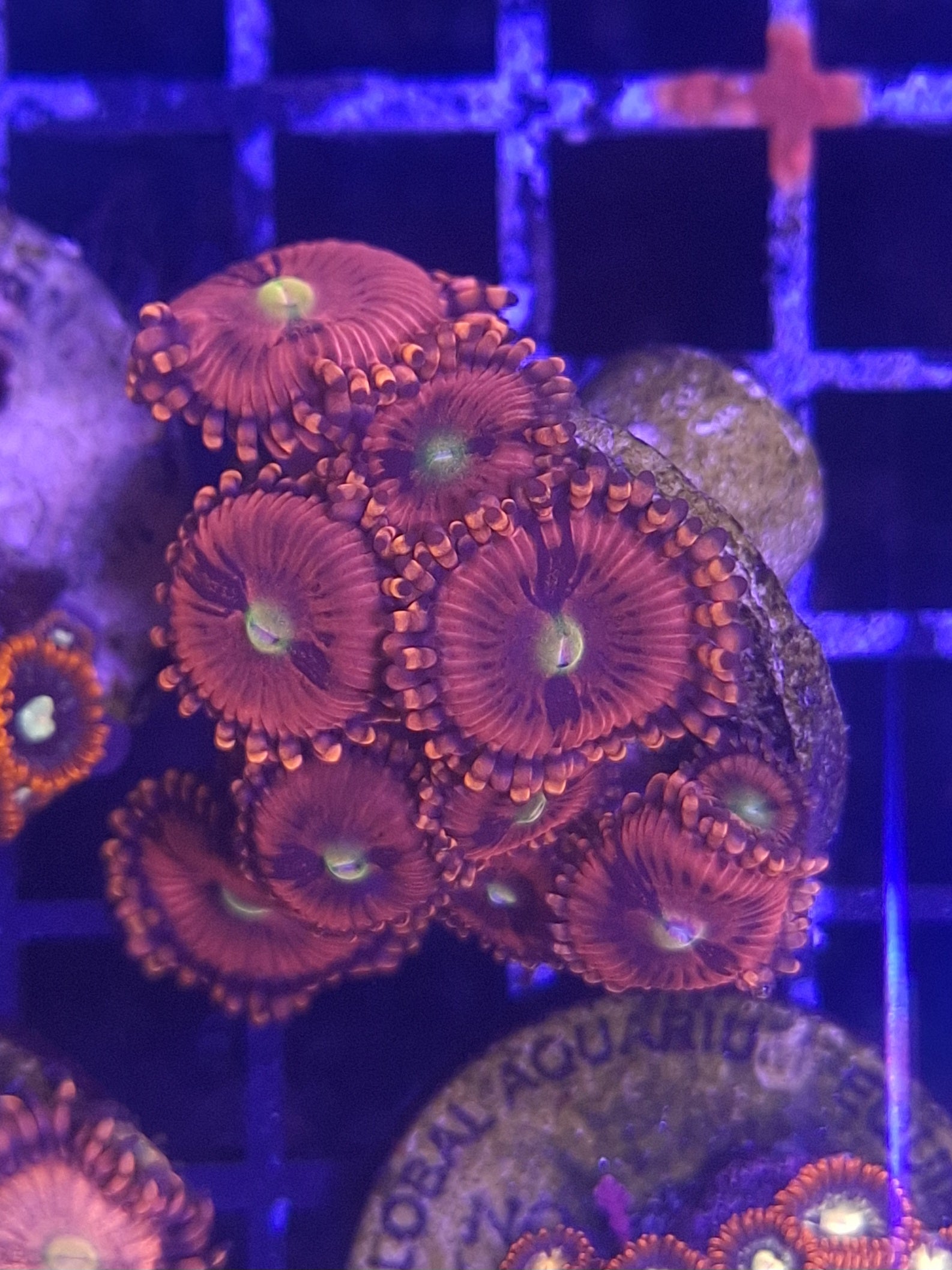 Zoa Frags Line A