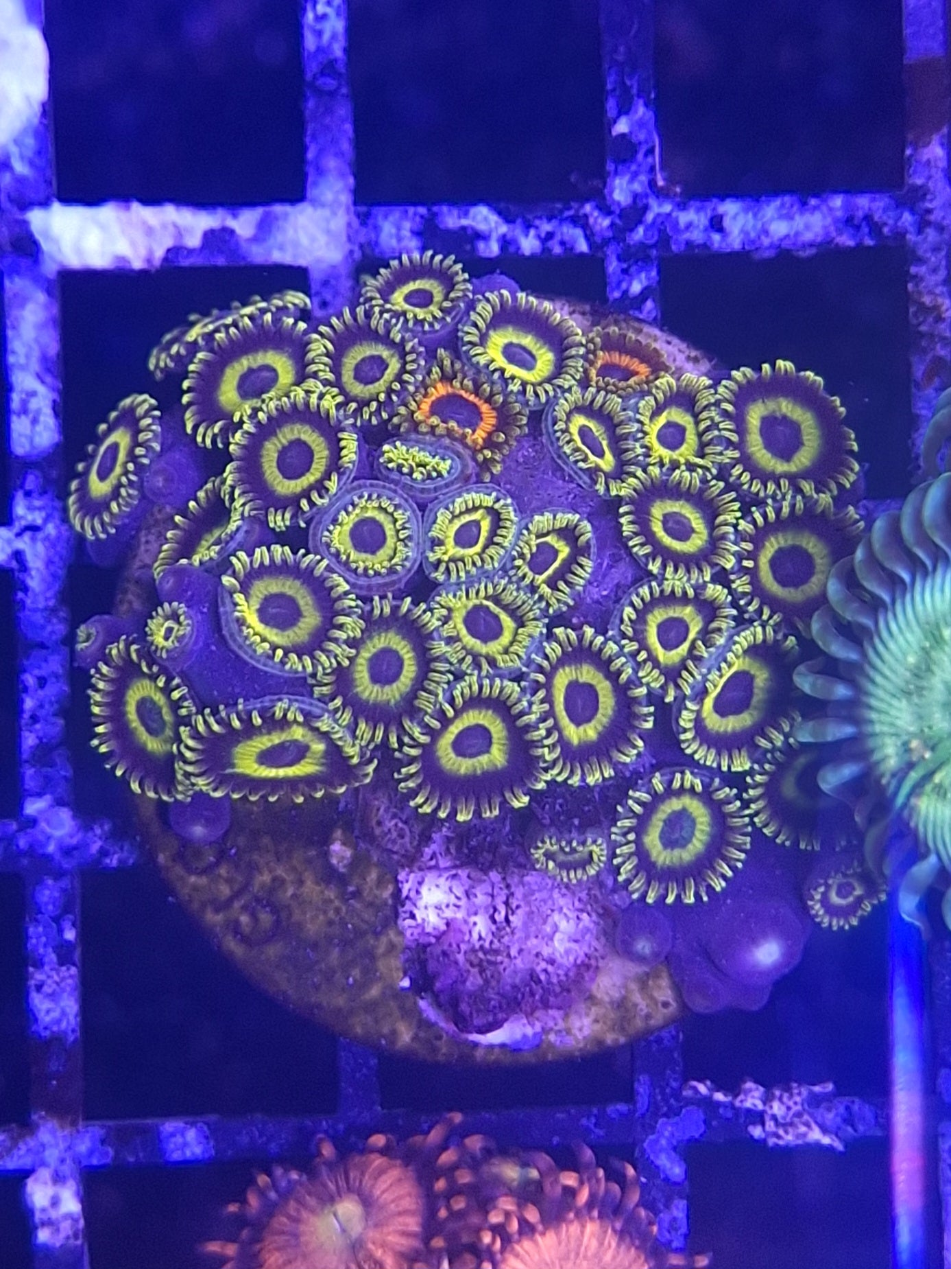 Zoa Frags Line A