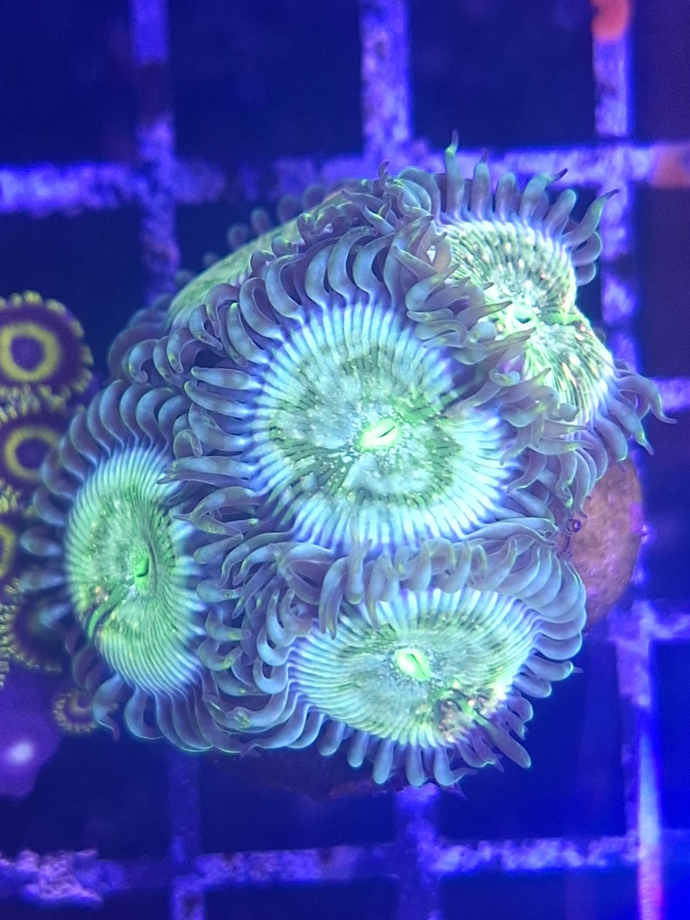 Zoa Frags Line A