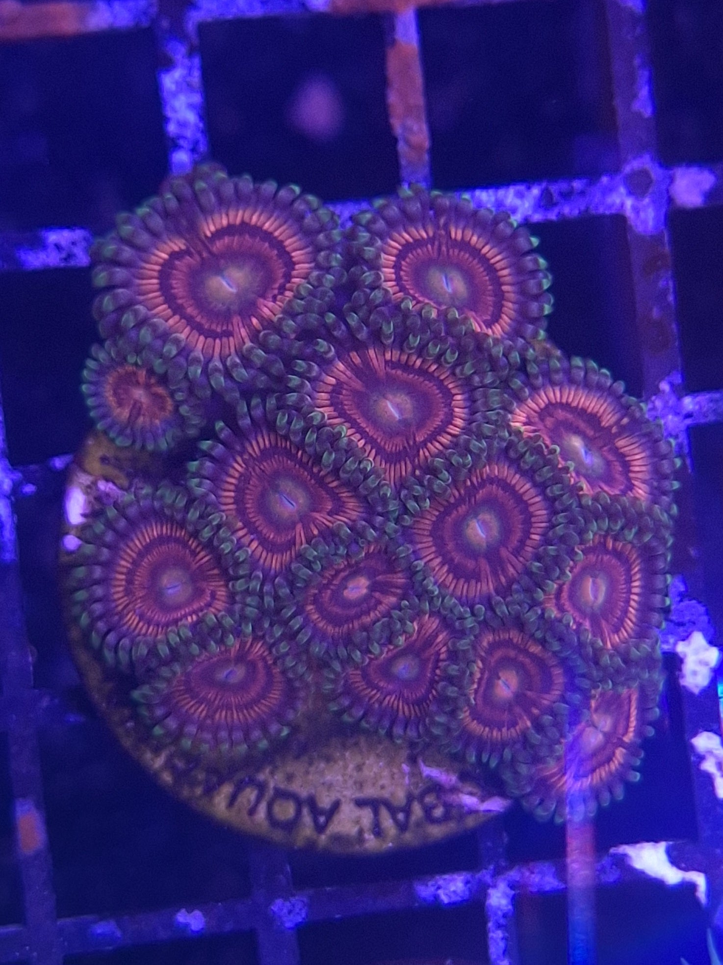 Zoa Frags Line A