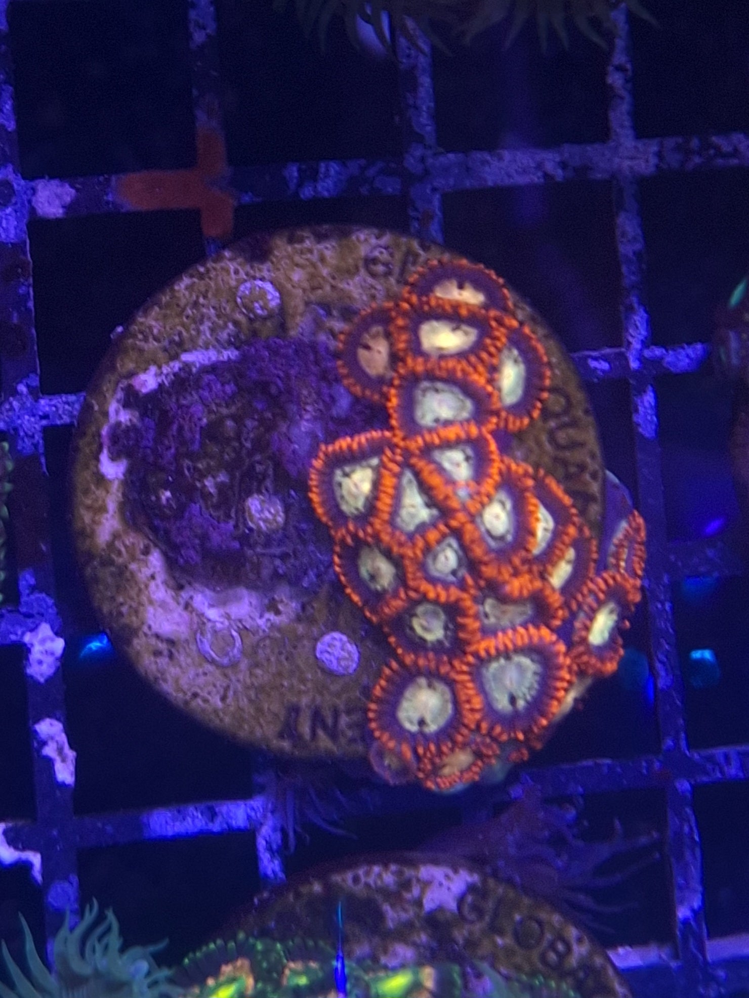 Zoa Frags Line A