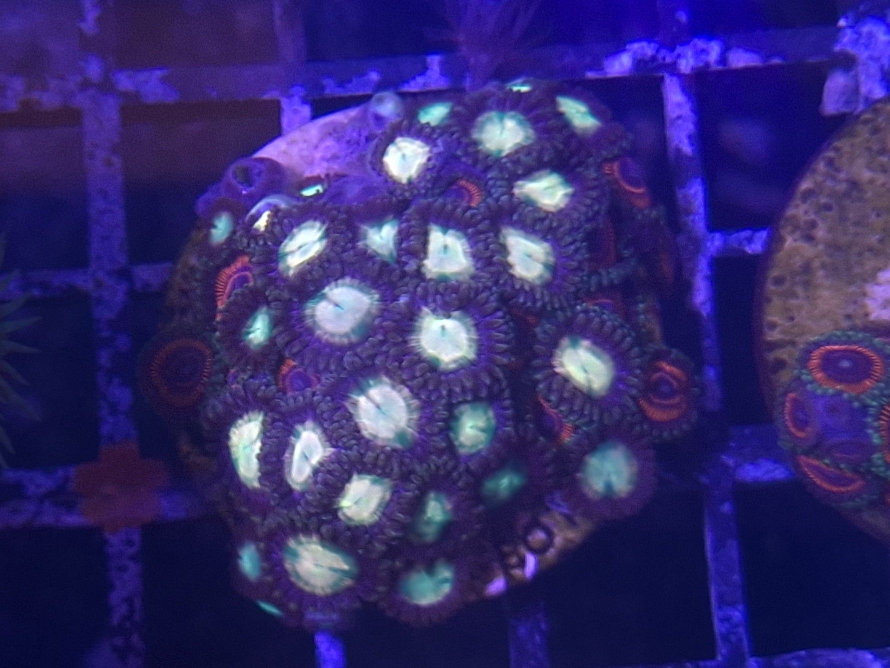 Zoa Frags Line A