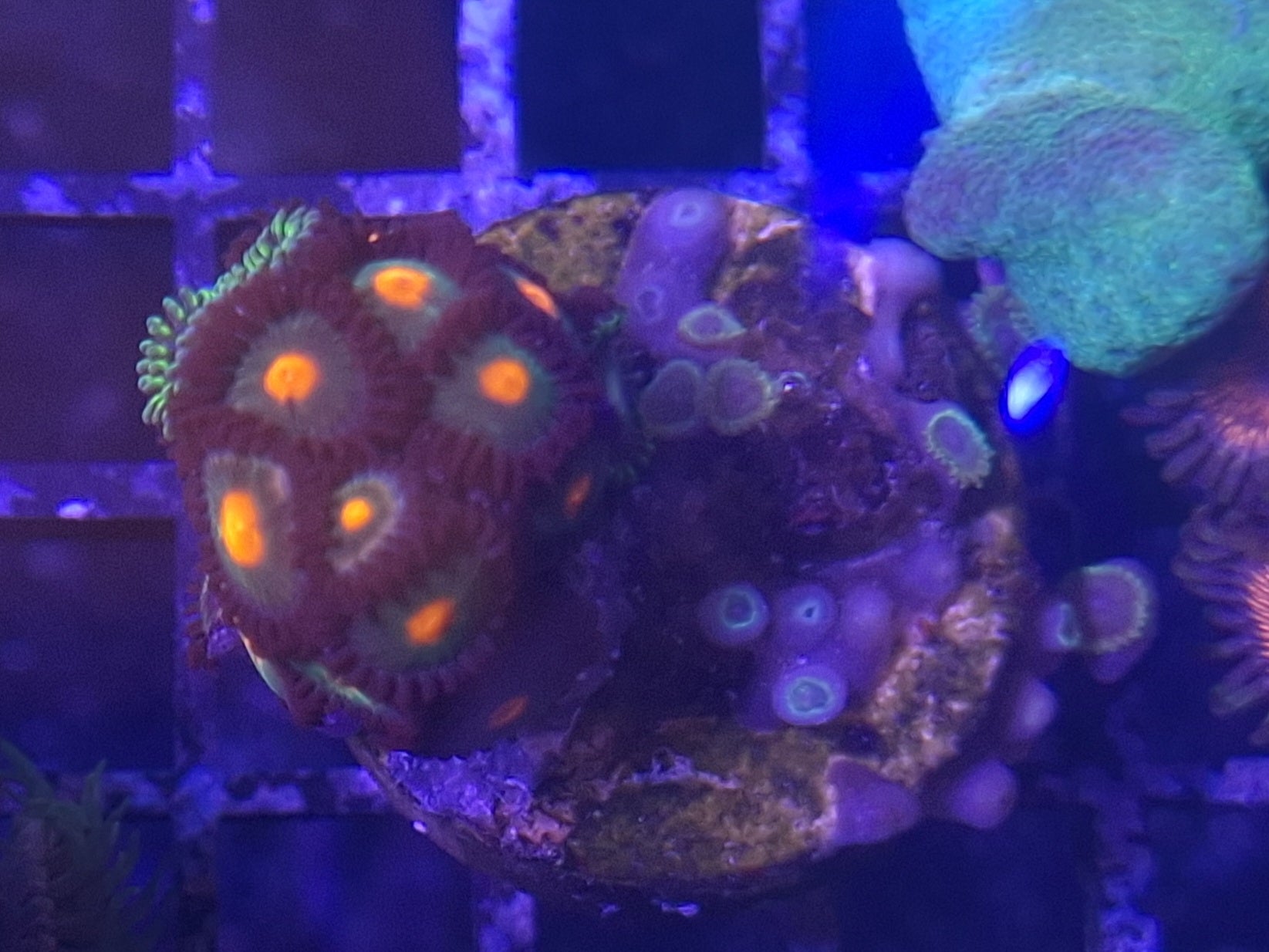 Zoa Frags Line A