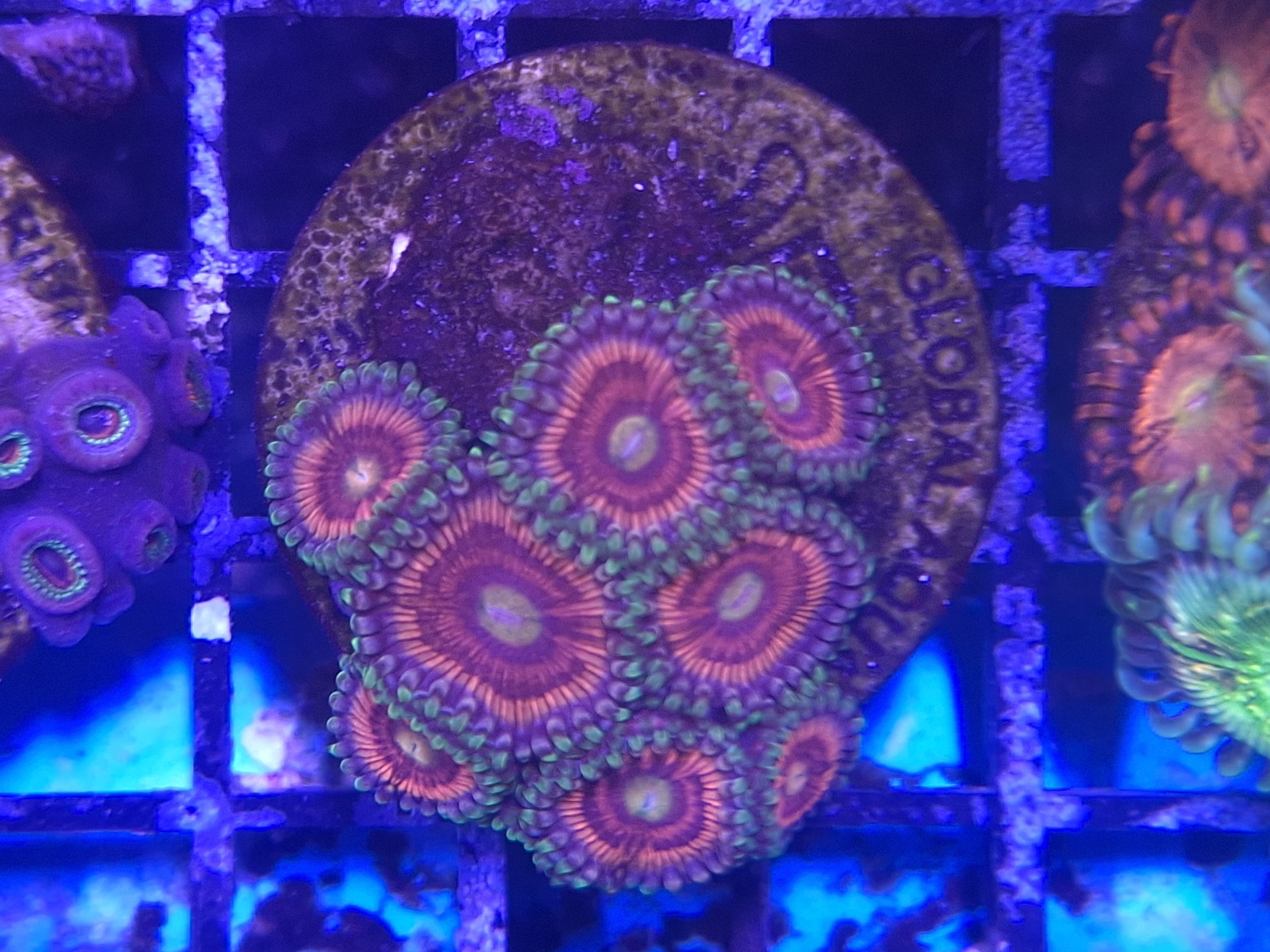 Zoa Frags Line A