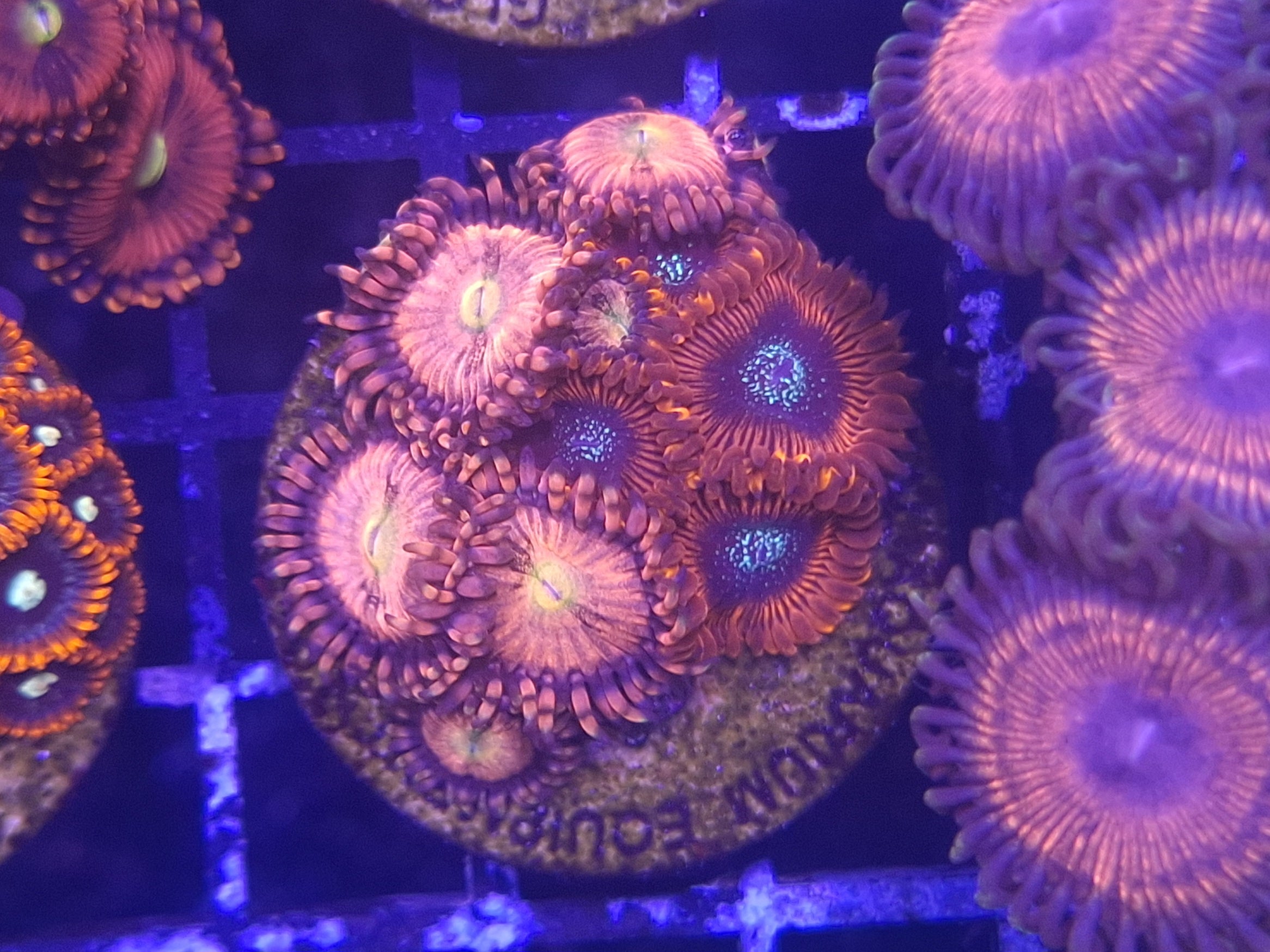 Zoa Frag Line B