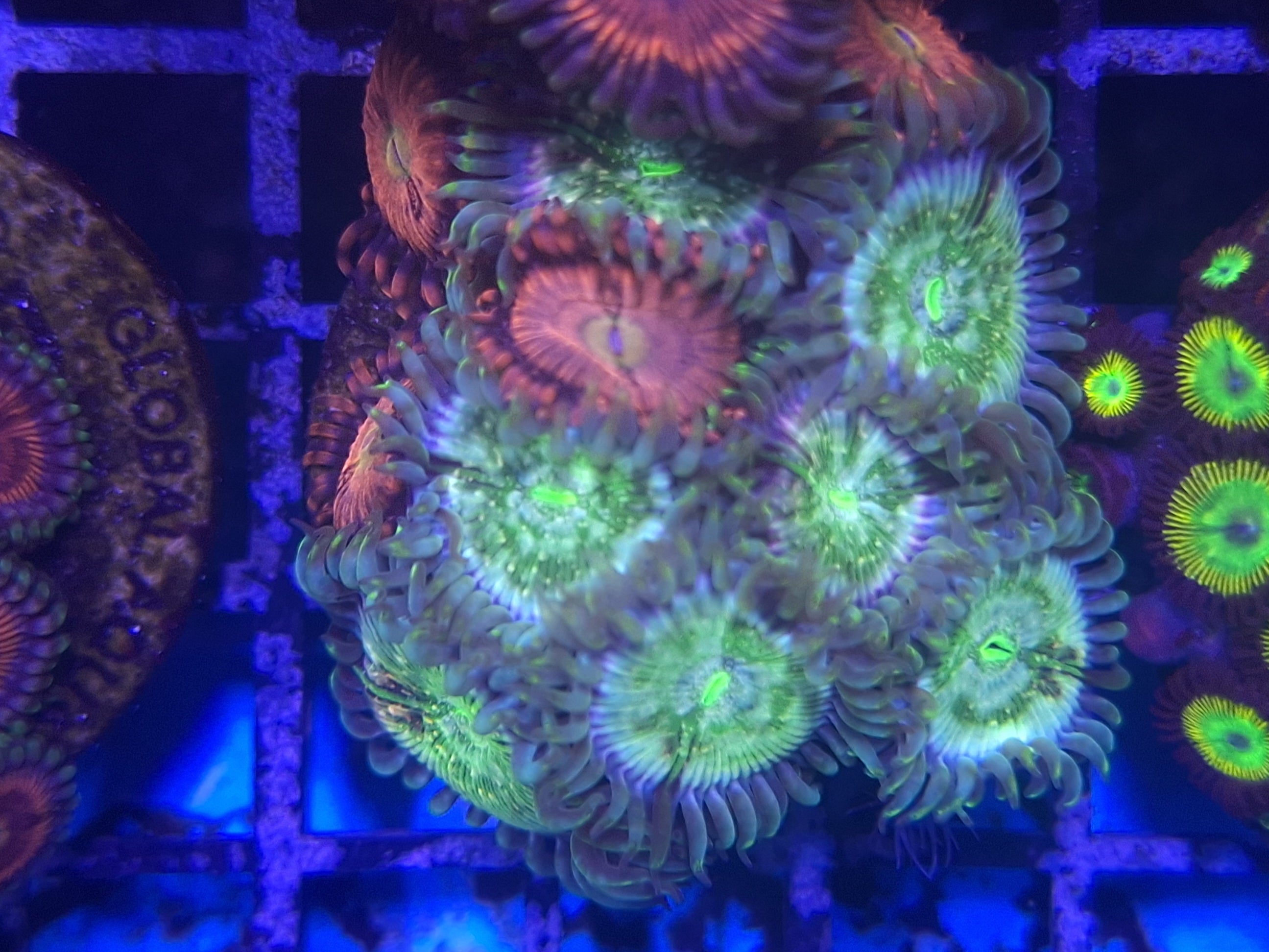 Zoa Frag Line C