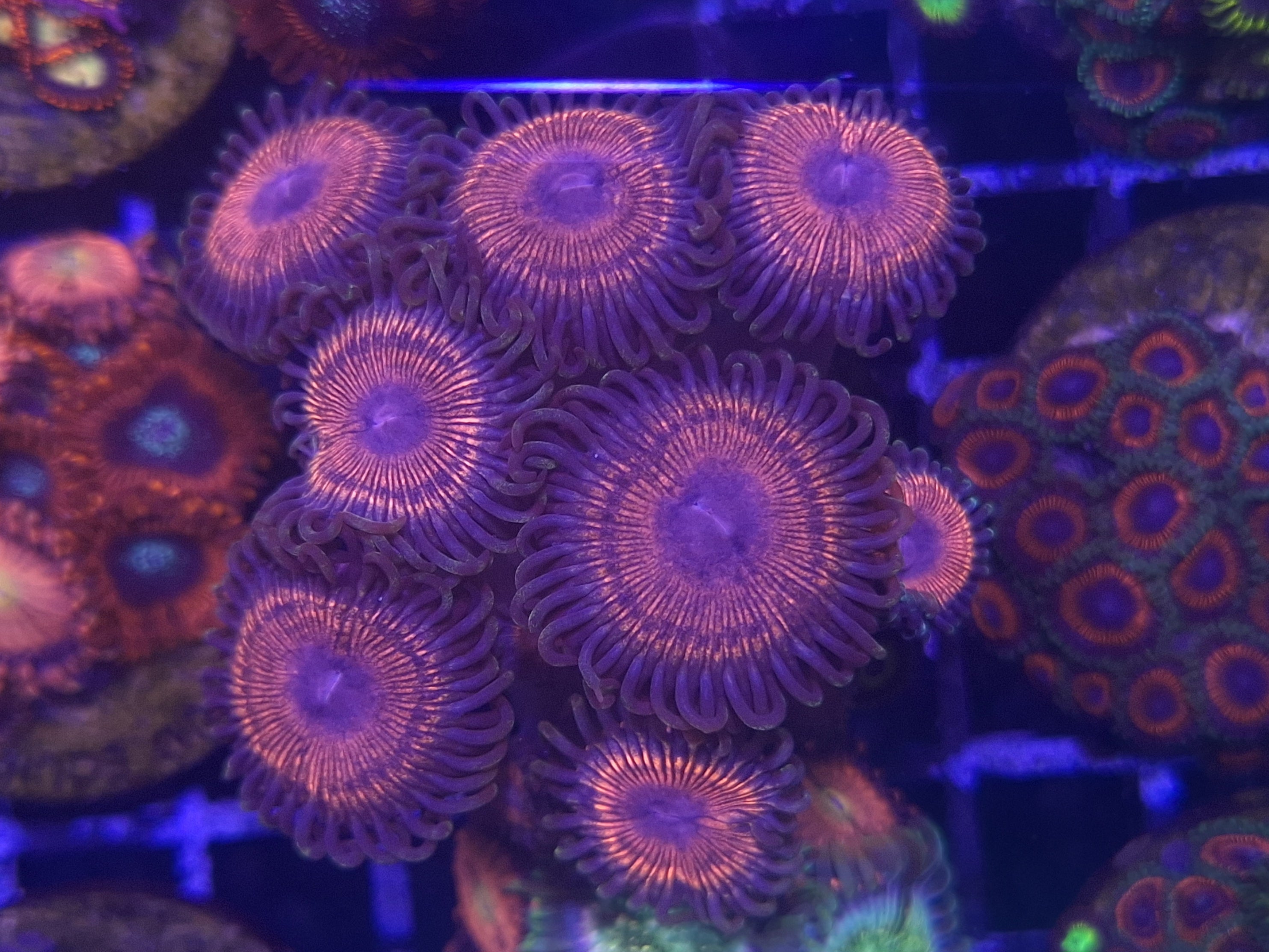 Zoa Frag Line C