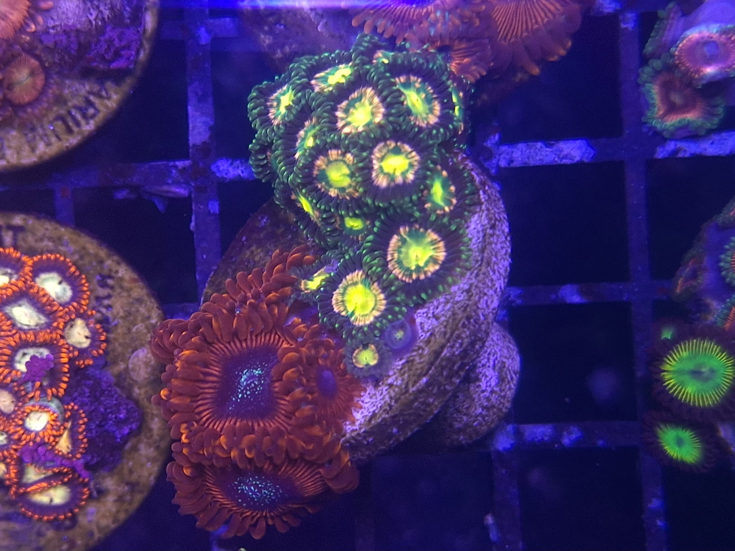 Zoa Frag Line C