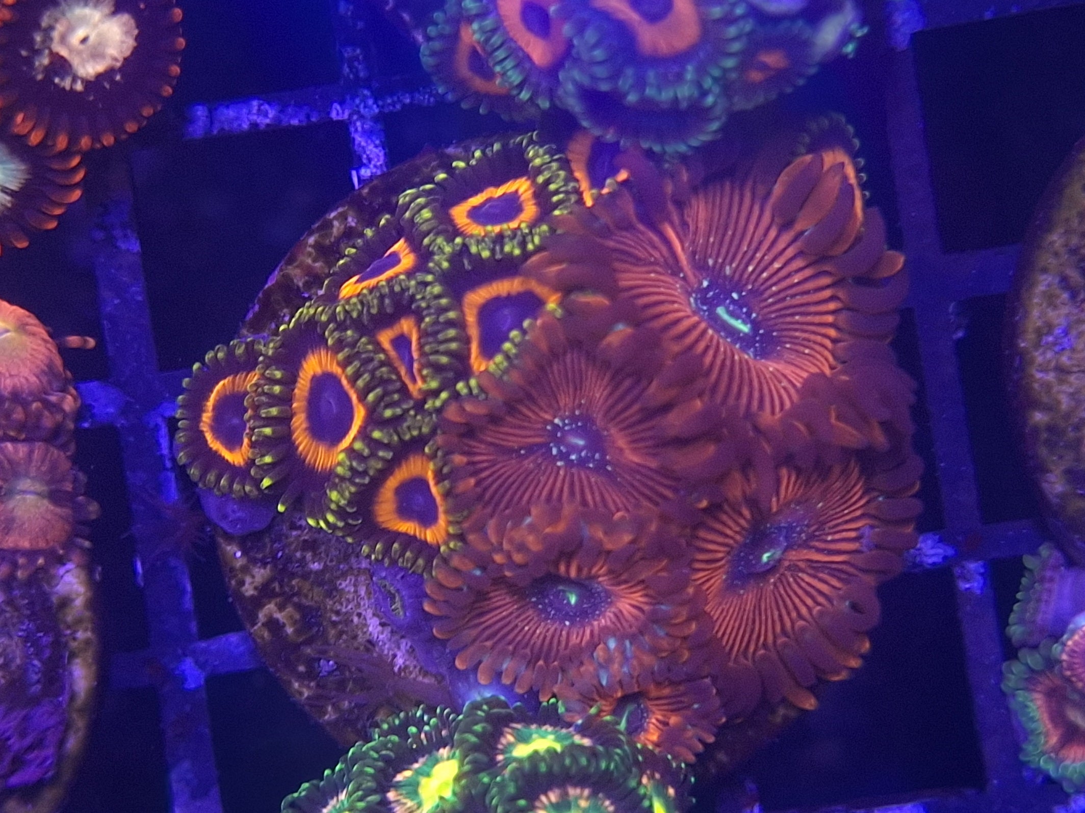 Zoa Frag Line C