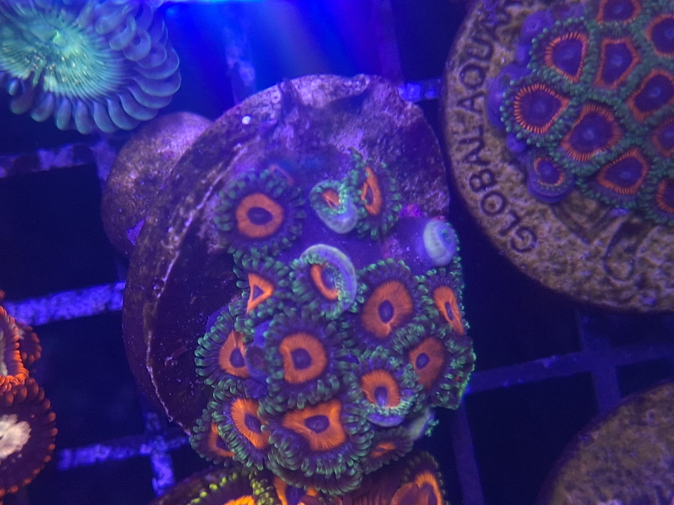 Zoa Frag Line C