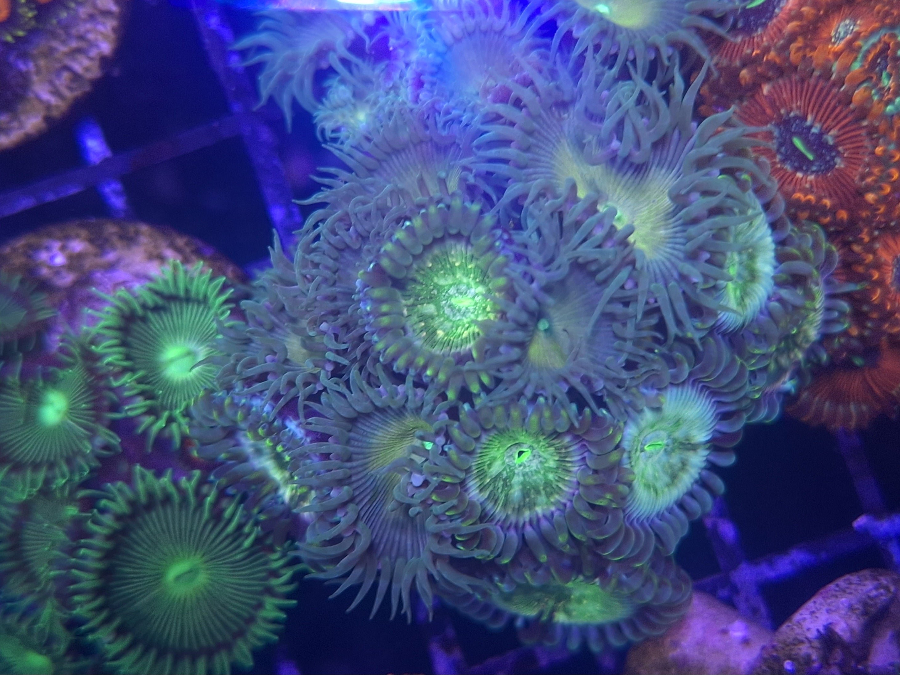 Zoa Frag Line C