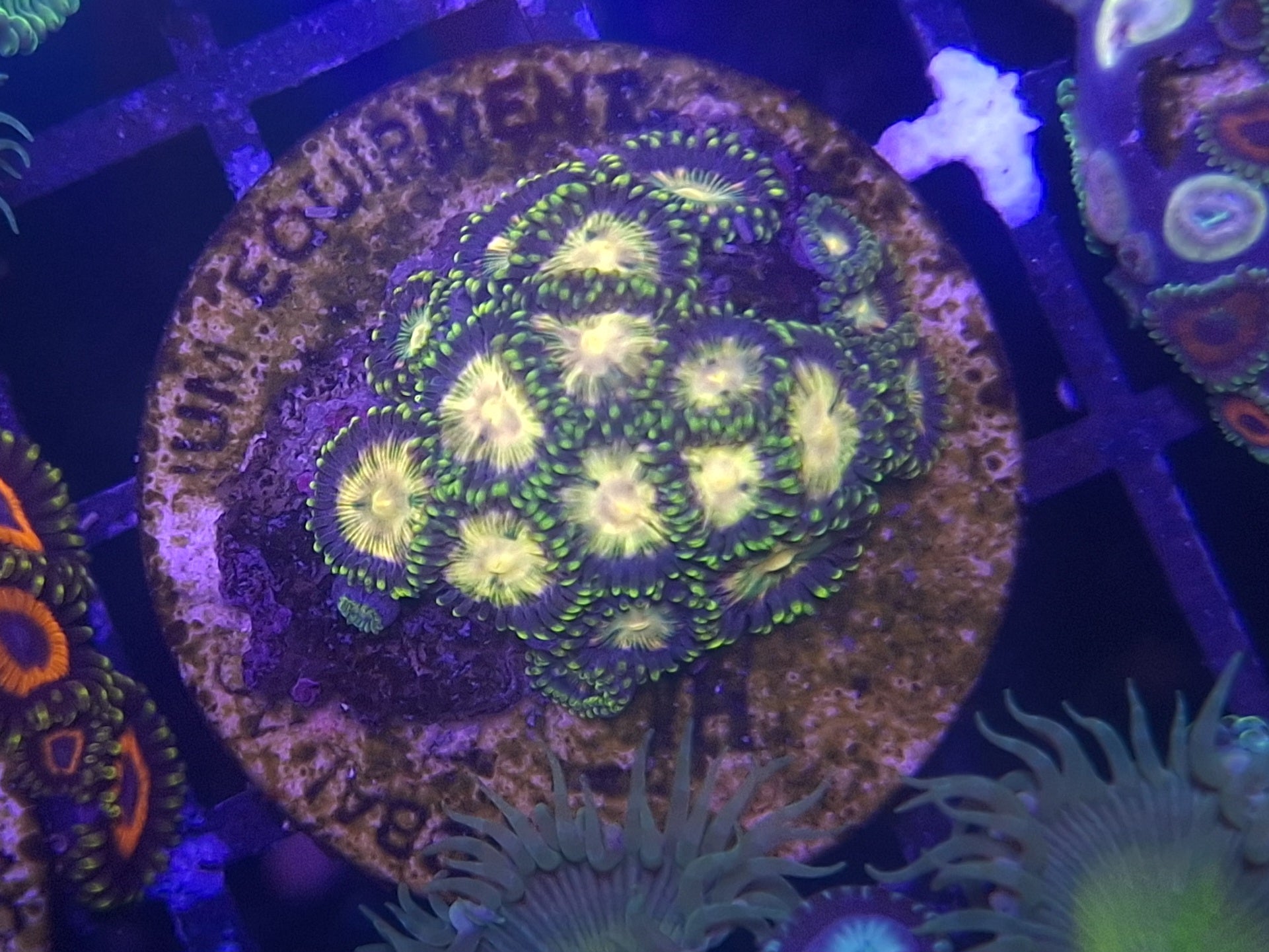 Zoa Frag Line C