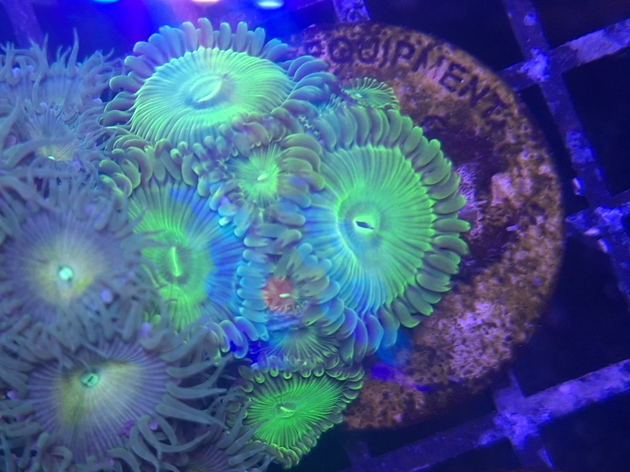 Zoa Frag Line C