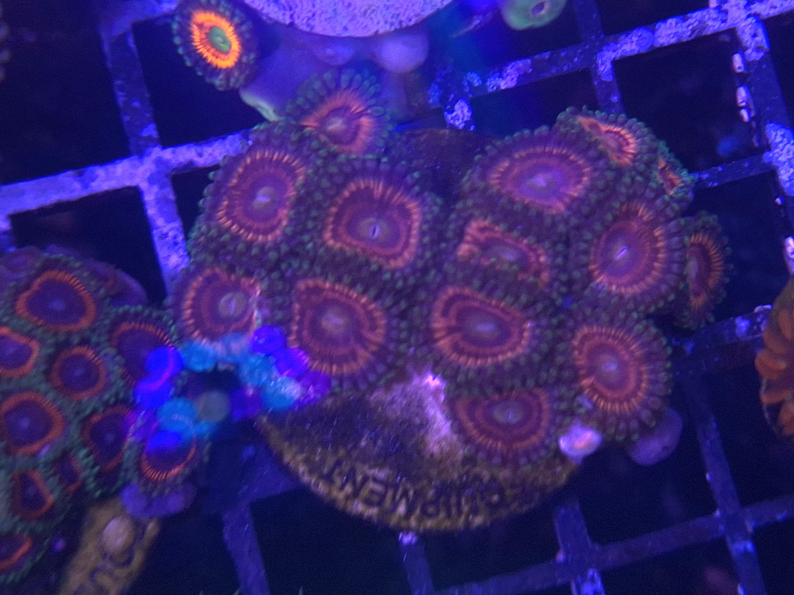 Zoa Frag Line C