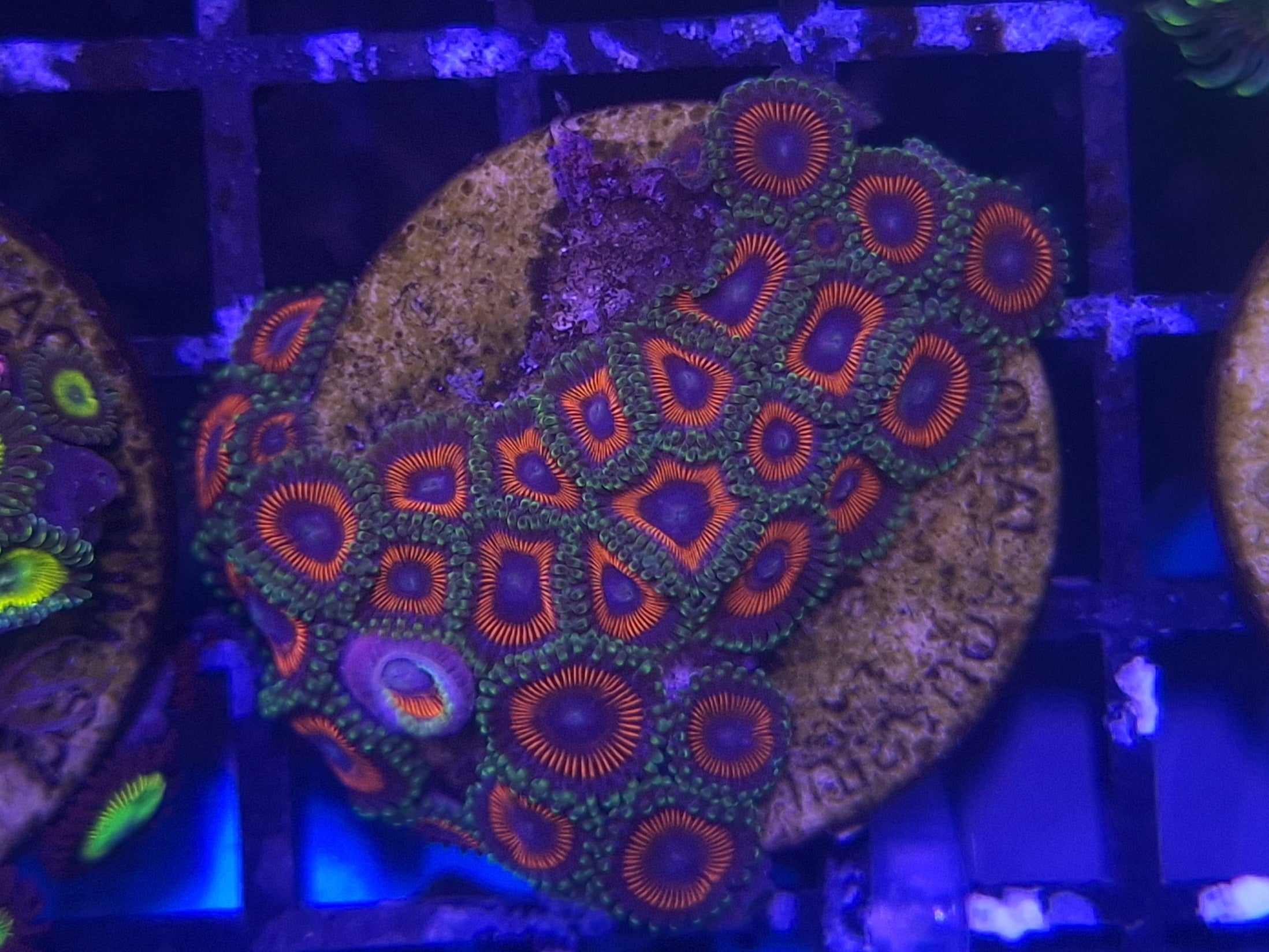 Zoa Frag Line E