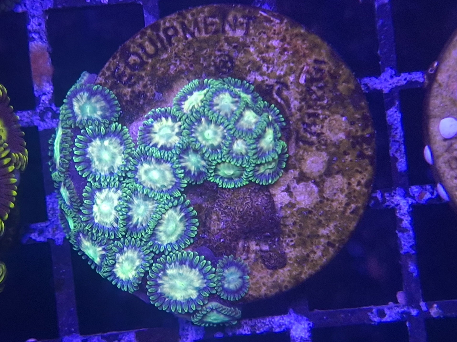 Zoa Frag Line E