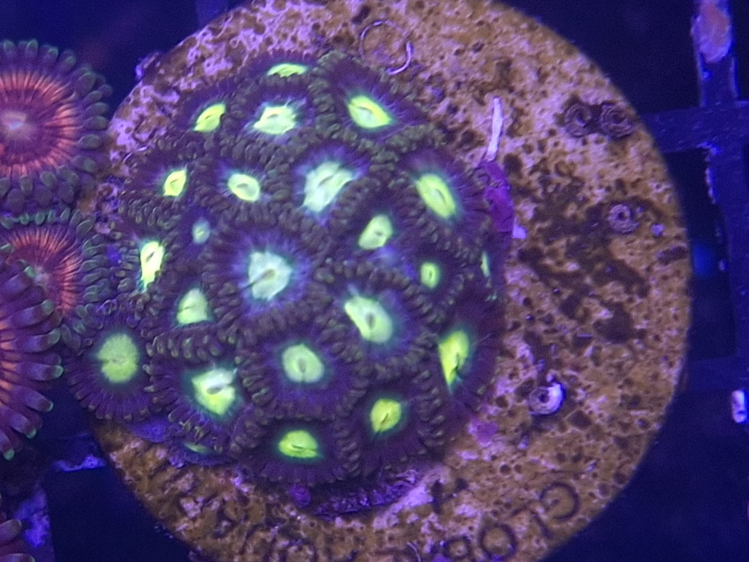 Zoa Frag Line E